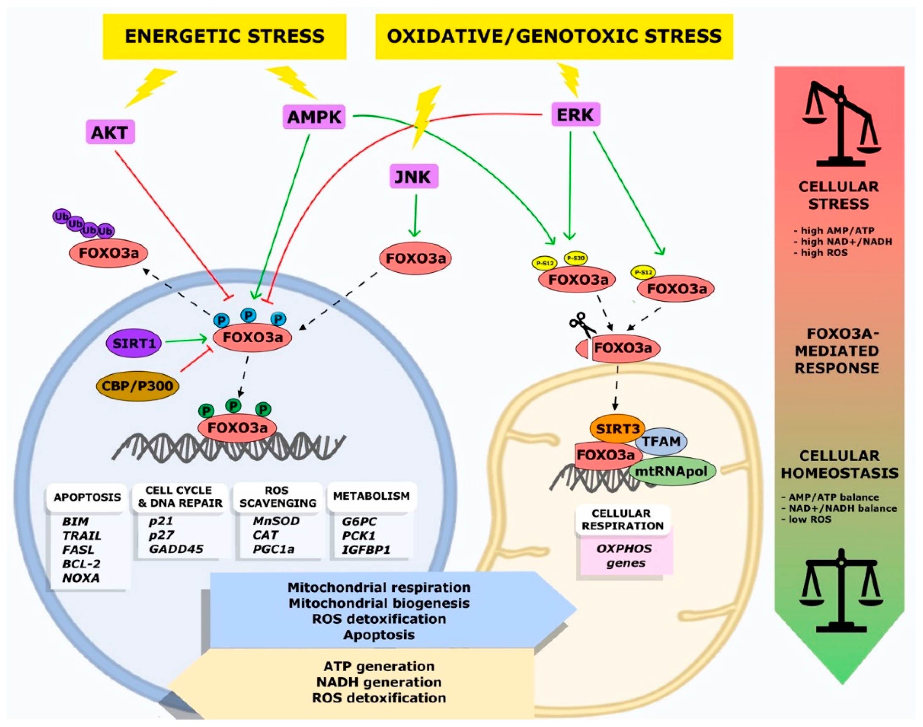 Cells 08 01110 g002 Cells 08 01110 g002