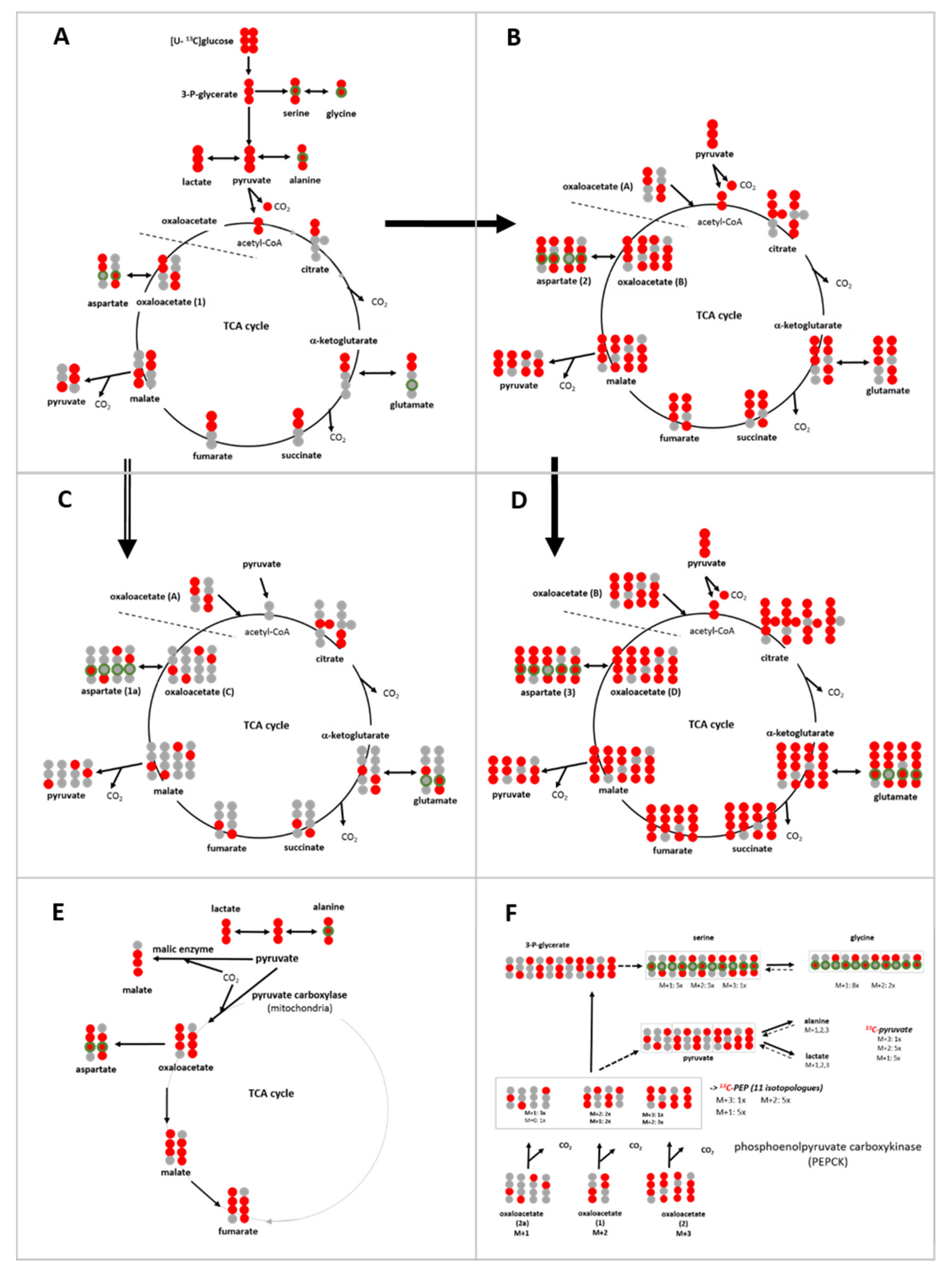 Cells Free Full Text Diverse Roads Taken By 13C Glucose Derived cells-free-full-text-diverse-roads-taken-by-13c-glucose-derived