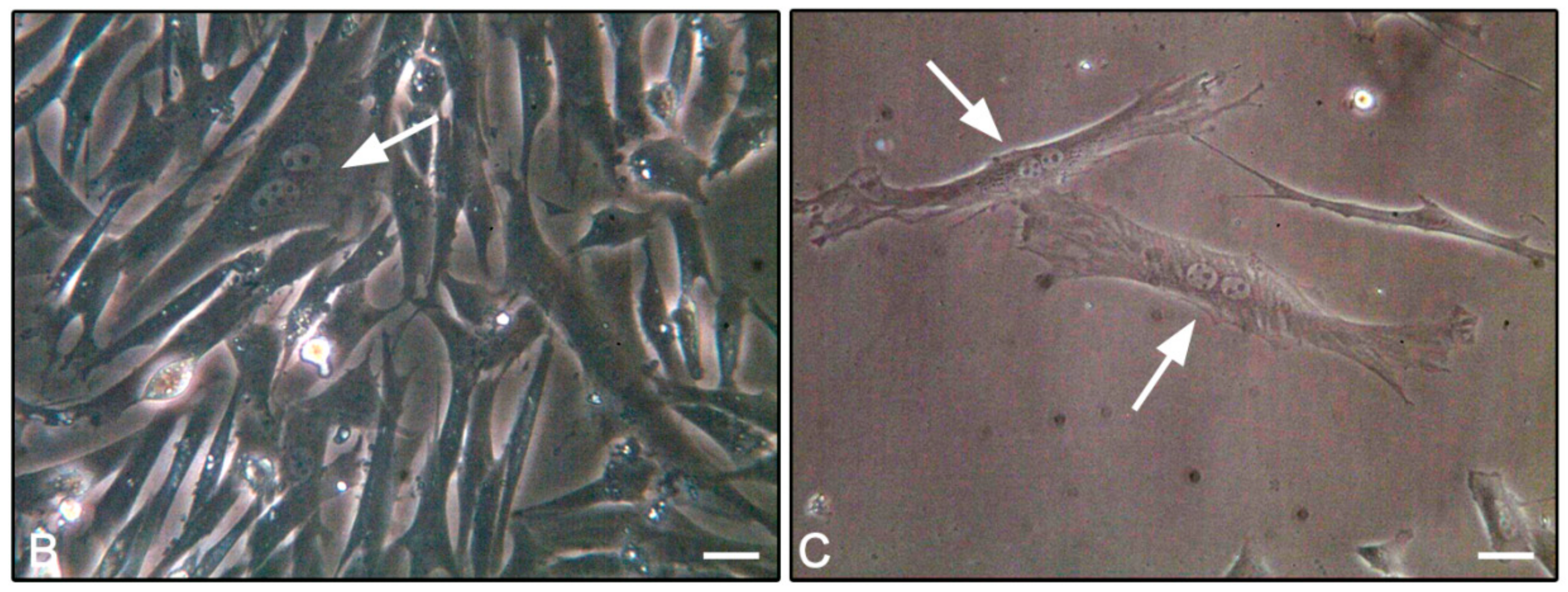 Cells 08 01116 g004b