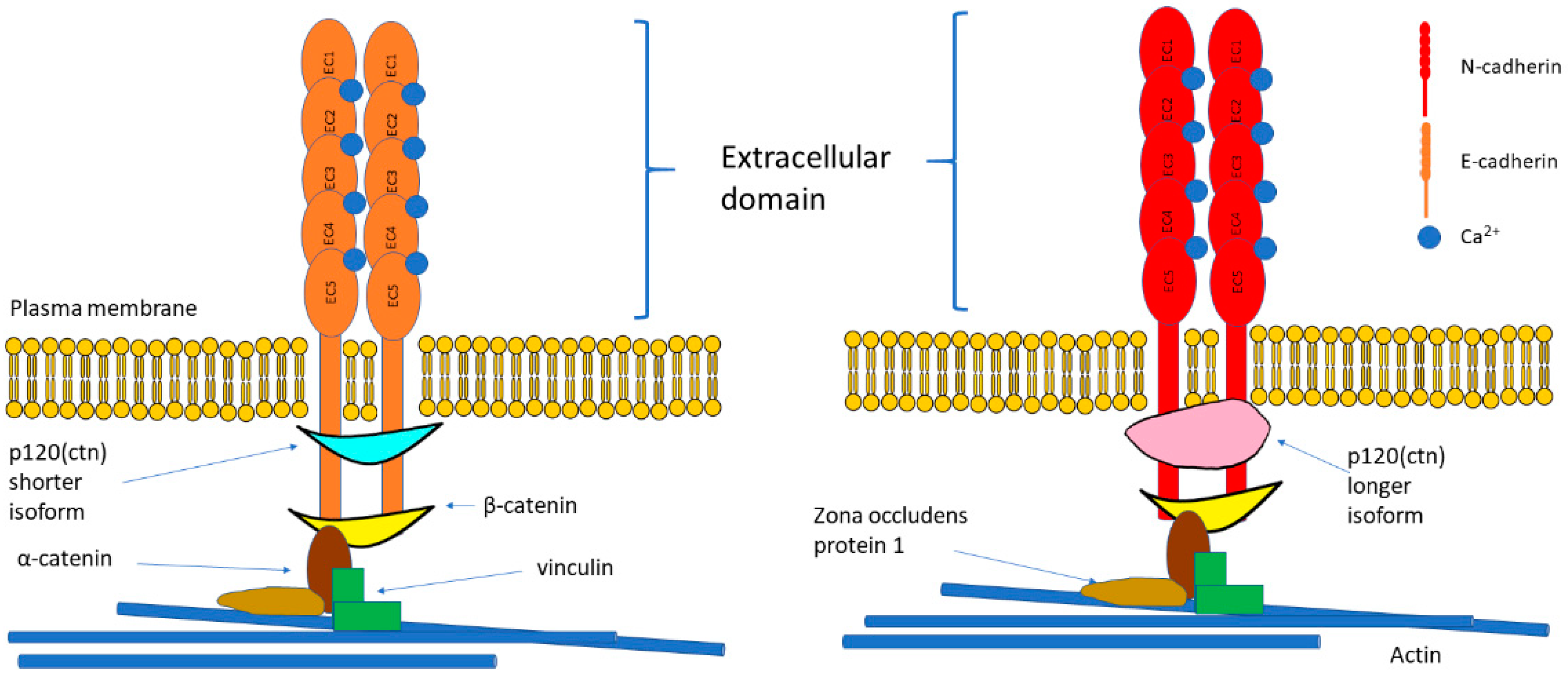 Cells Free Full Text The E Cadherin And N Cadherin Switch In Epithelial To Mesenchymal Transition Signaling Therapeutic Implications And Challenges Html