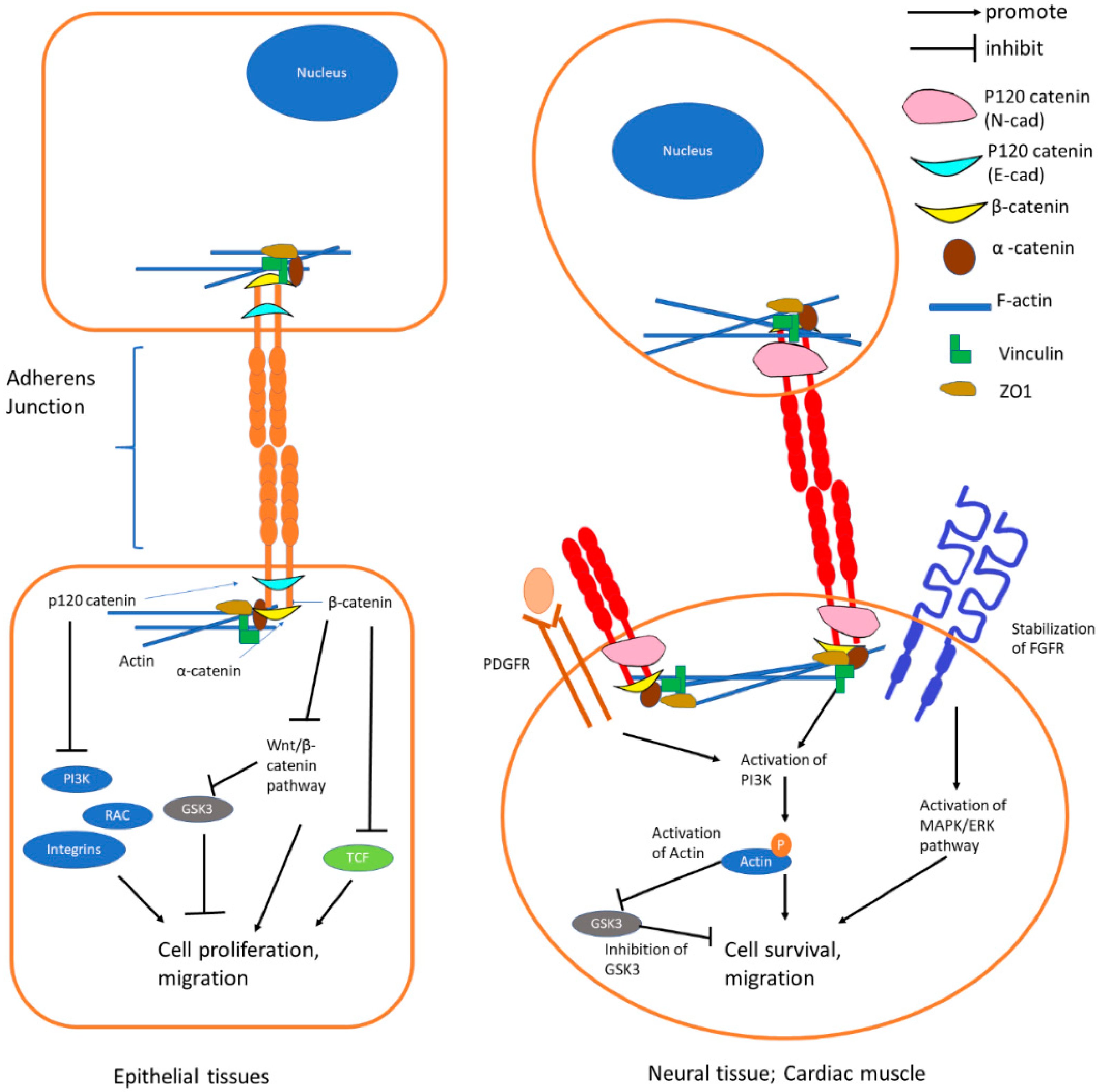 Cells Free Full Text The E Cadherin And N Cadherin Switch In Epithelial To Mesenchymal Transition Signaling Therapeutic Implications And Challenges Html