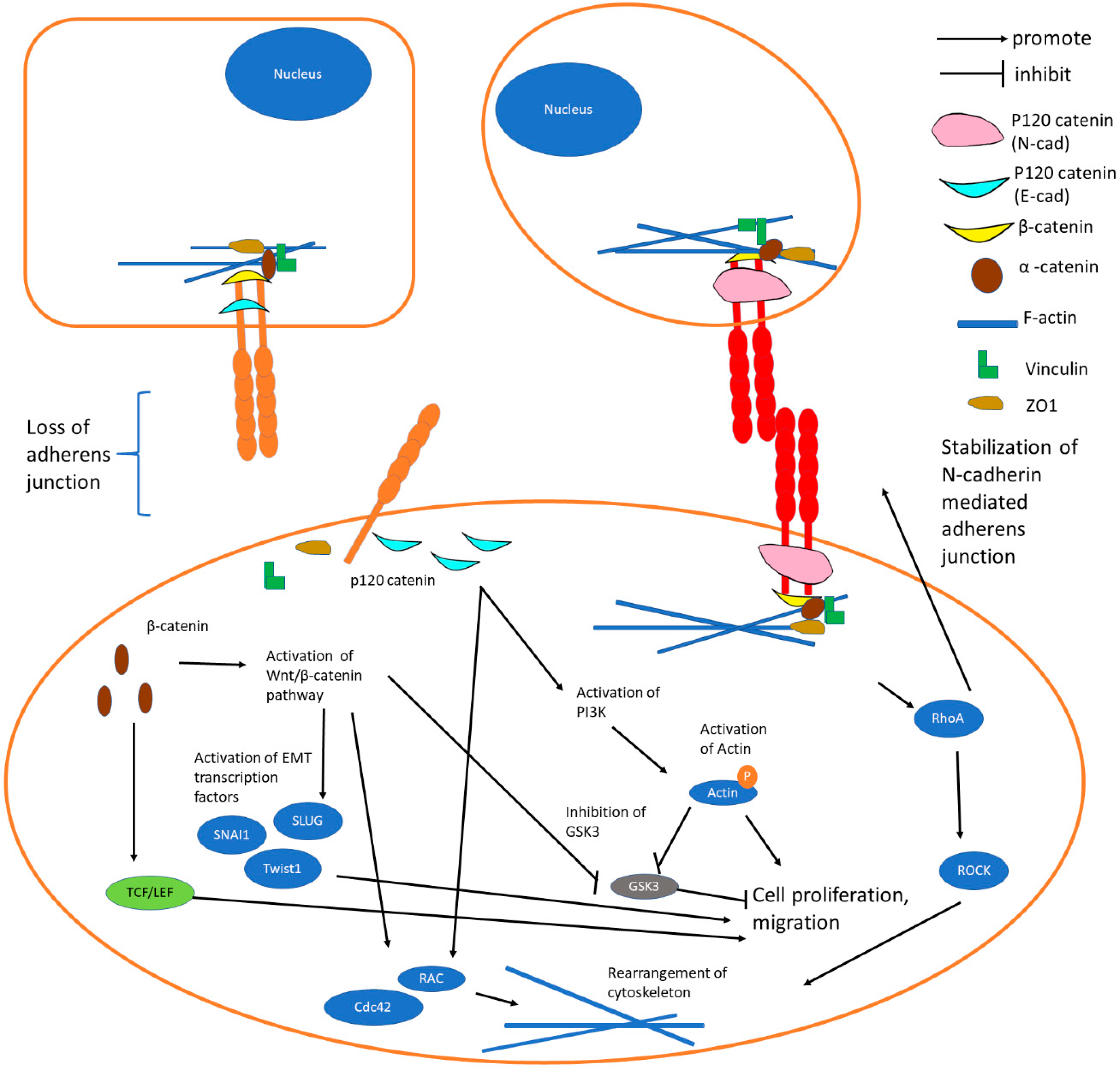 Cells Free Full Text The E Cadherin And N Cadherin Switch In Epithelial To Mesenchymal Transition Signaling Therapeutic Implications And Challenges Html