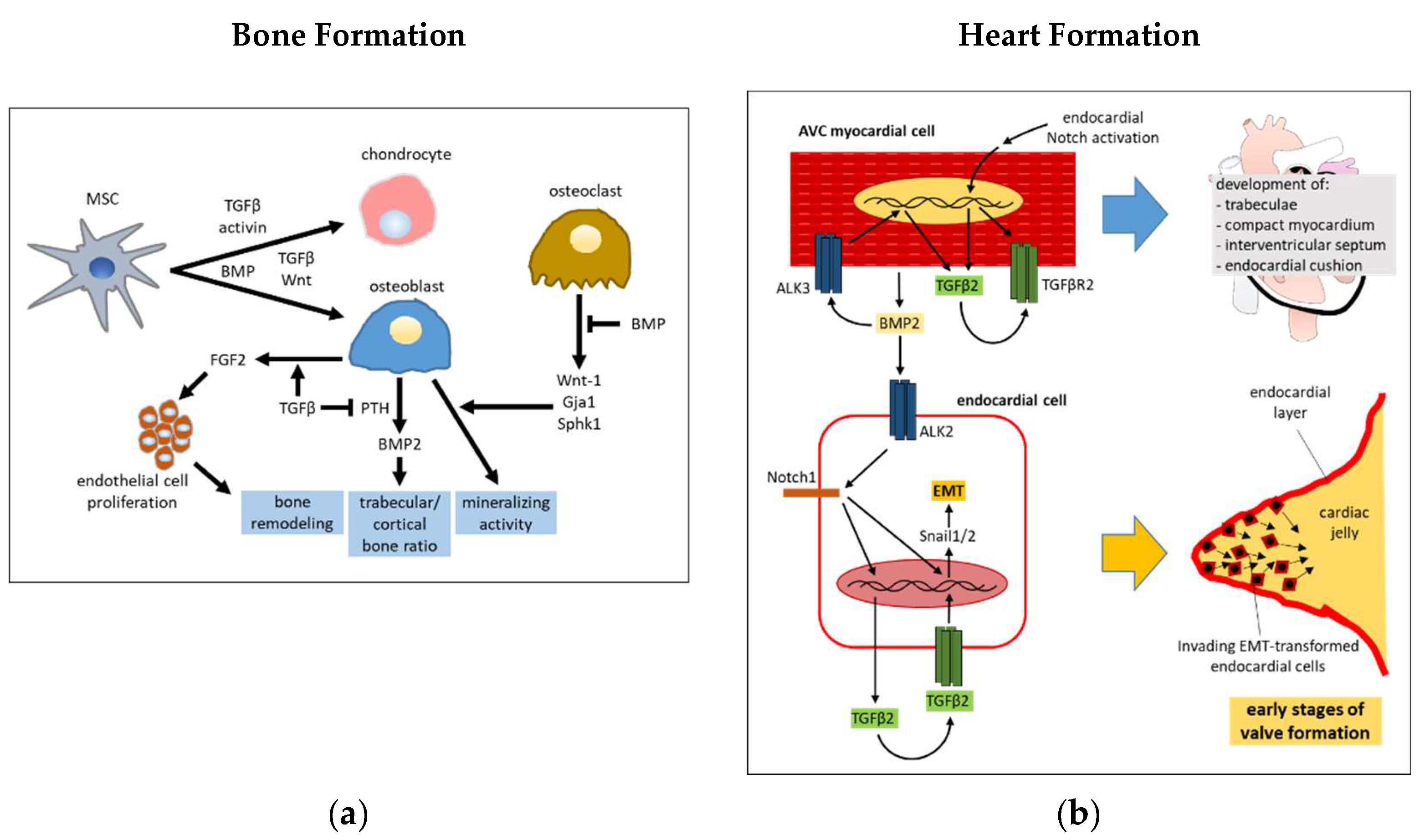 Cells 08 01130 g002 Cells 08 01130 g002