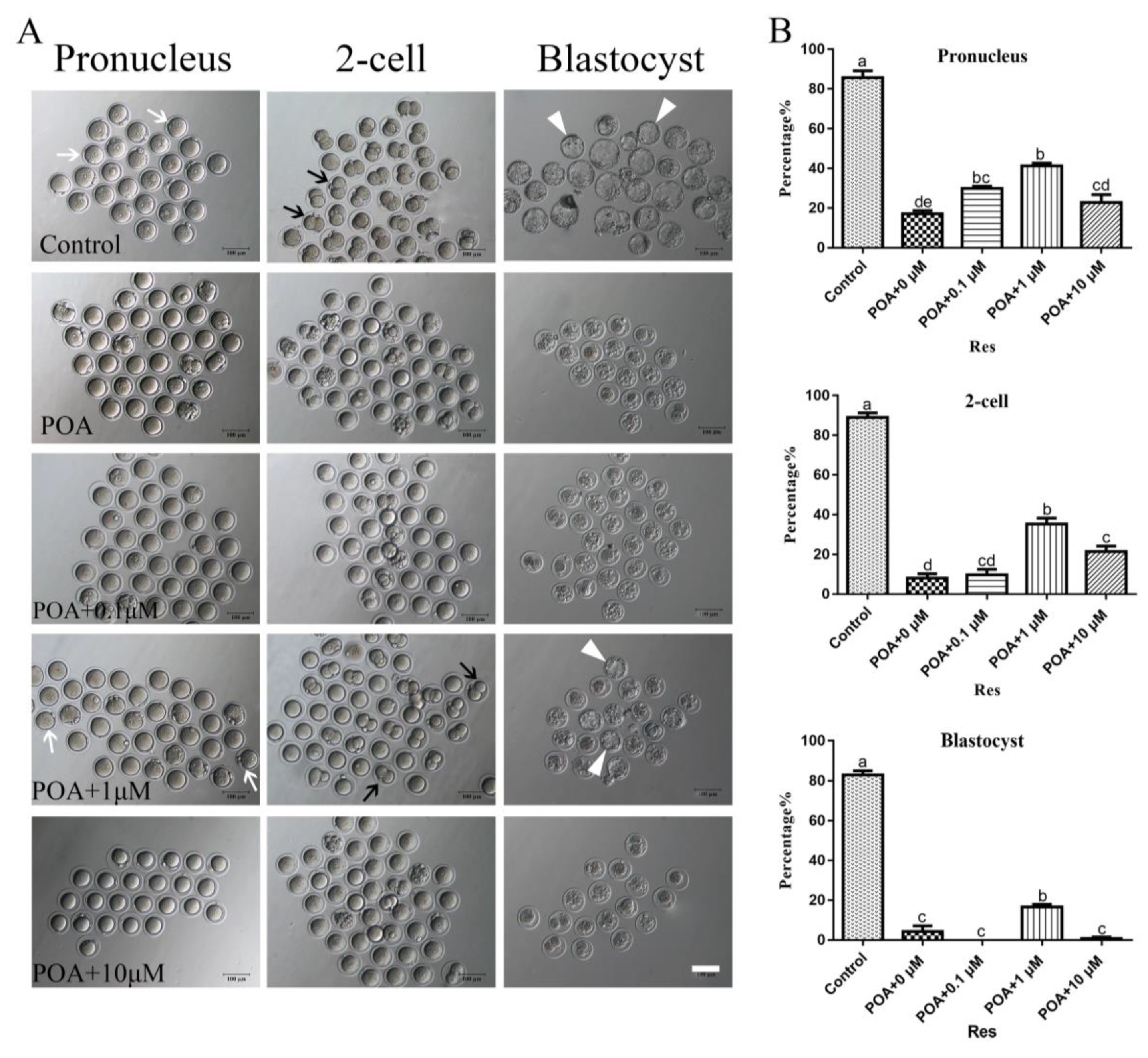 Cells 08 01132 g002 Cells 08 01132 g002