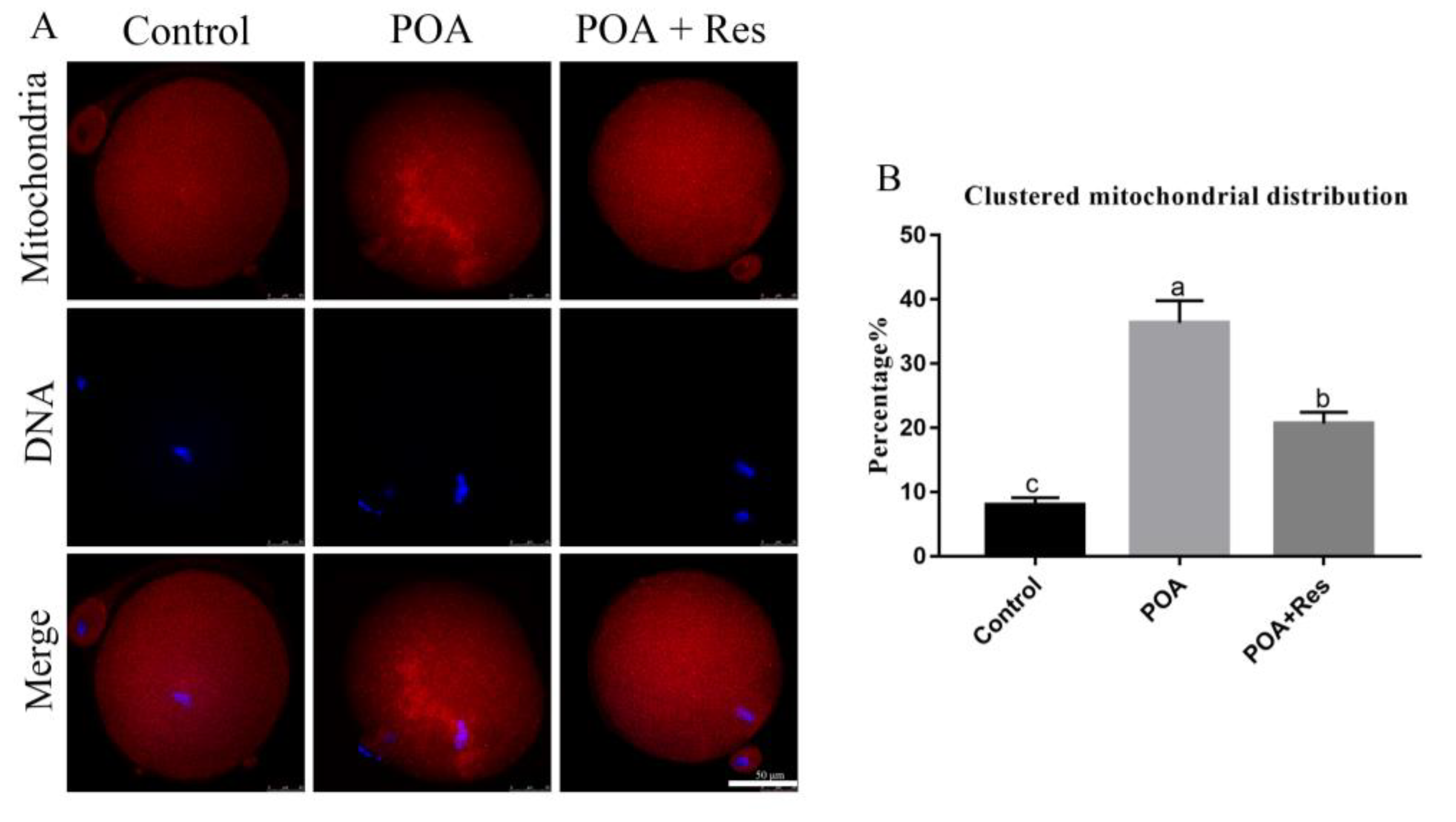 Cells 08 01132 g005 Cells 08 01132 g005