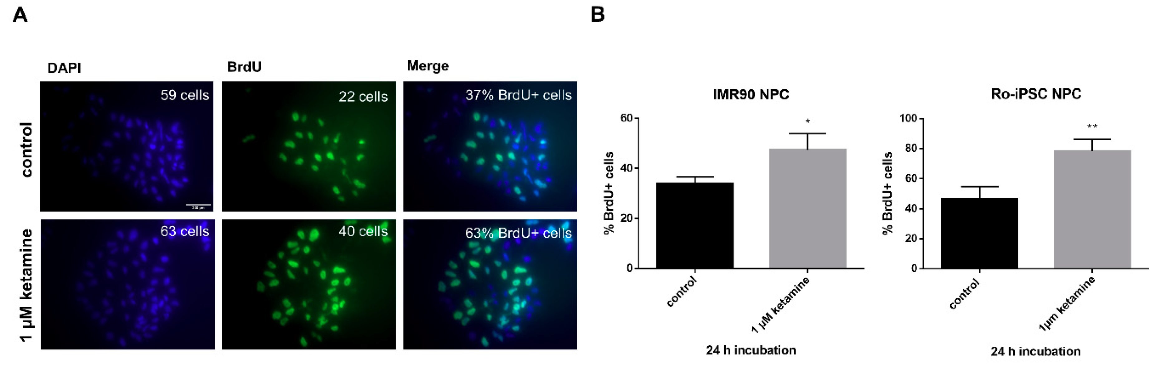 Cells 08 01139 g004 Cells 08 01139 g004