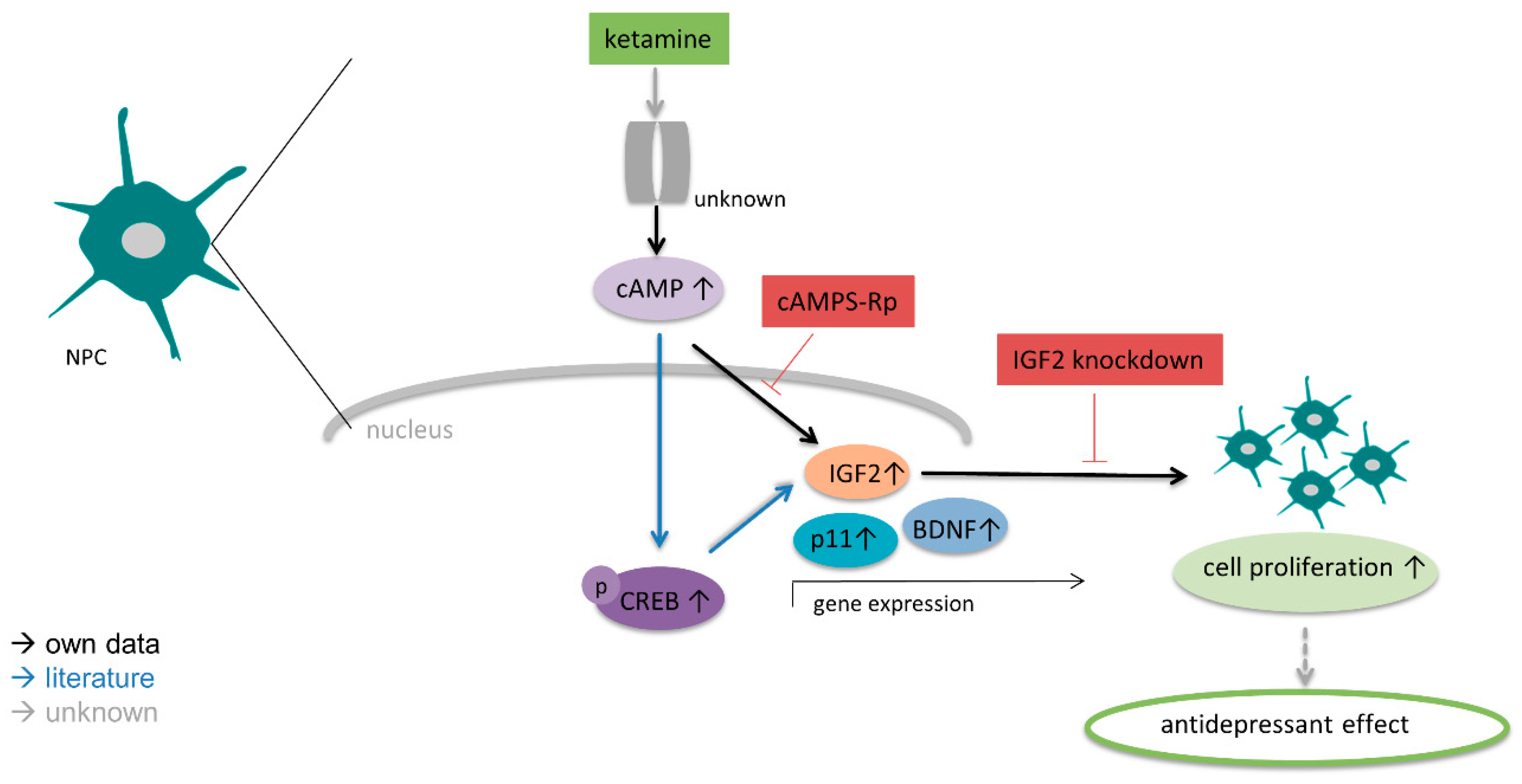 Cells 08 01139 g009 Cells 08 01139 g009