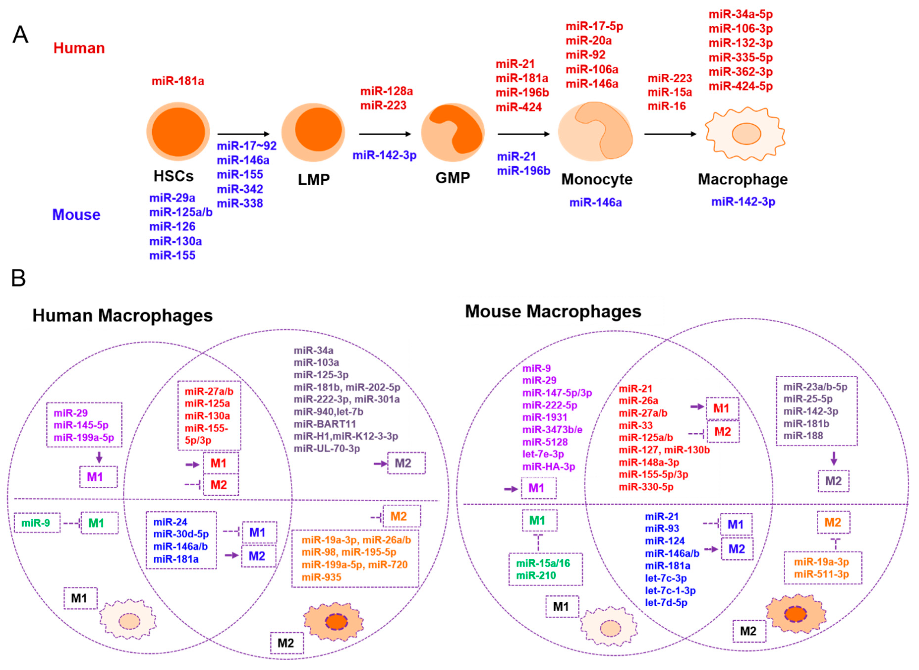 Lam val Schrijfmachine Cells | Free Full-Text | The Role of miRNAs in Immune Cell Development,  Immune Cell Activation, and Tumor Immunity: With a Focus on Macrophages and  Natural Killer Cells