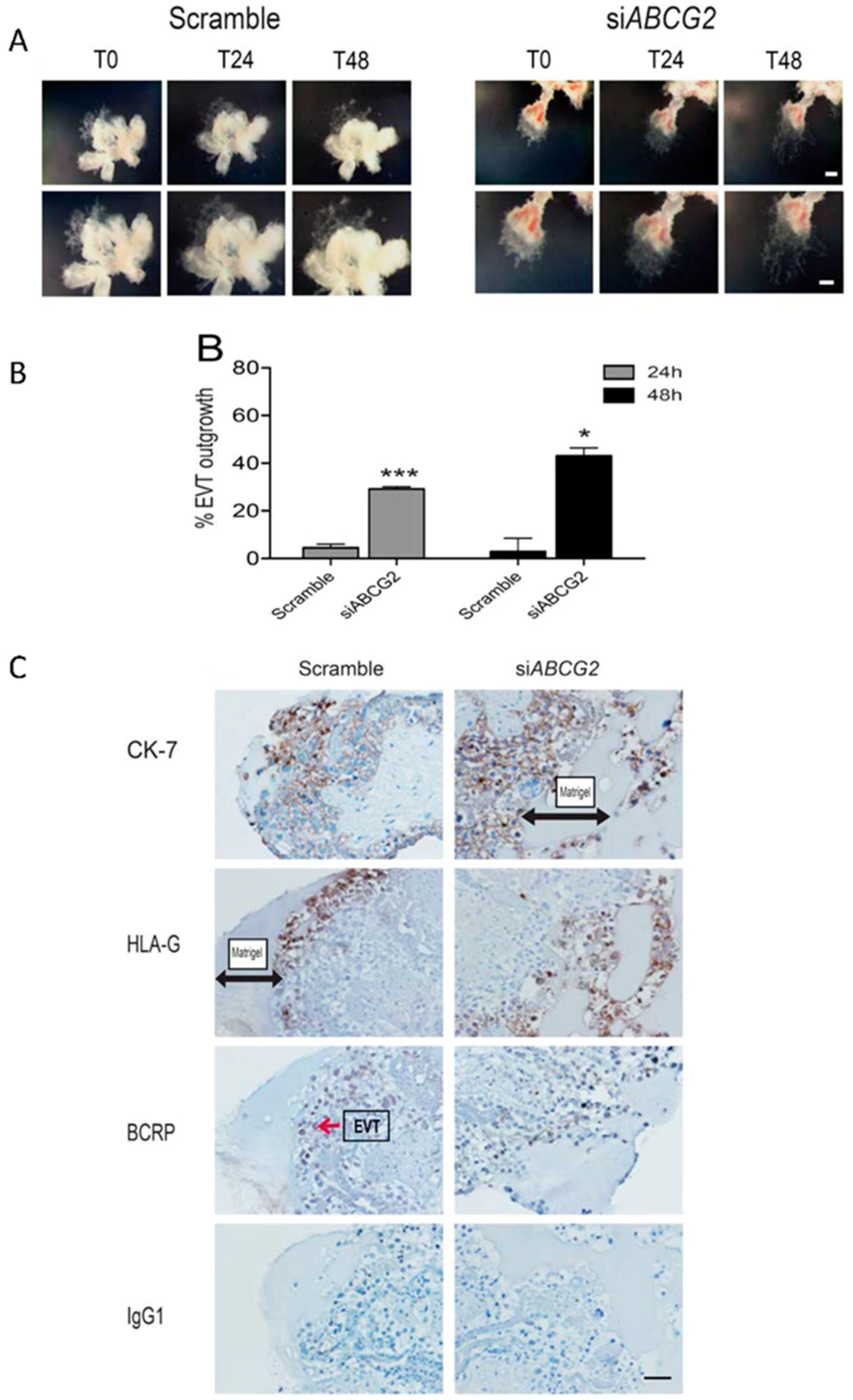 Cells 08 01150 g007