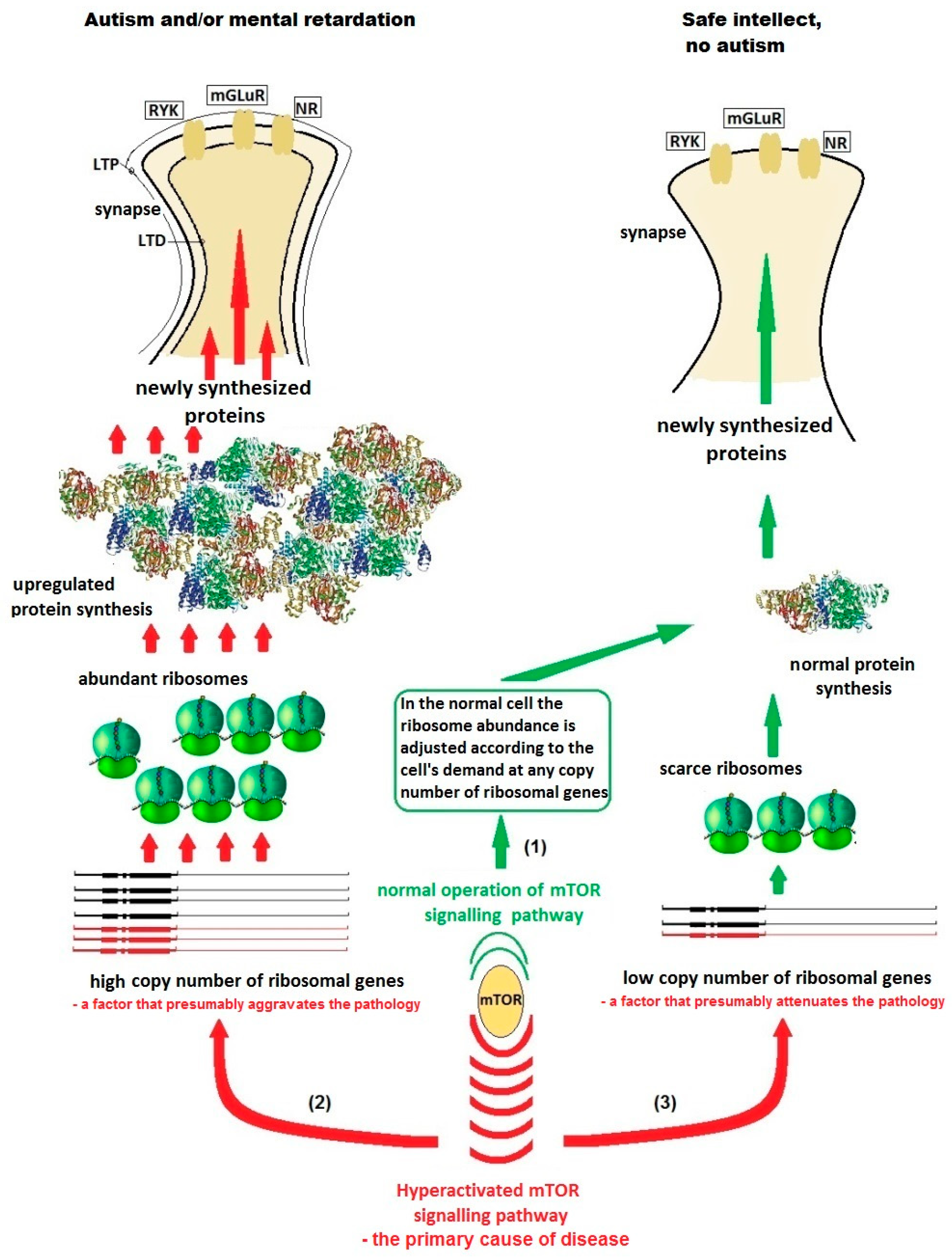 Cells 08 01151 g002