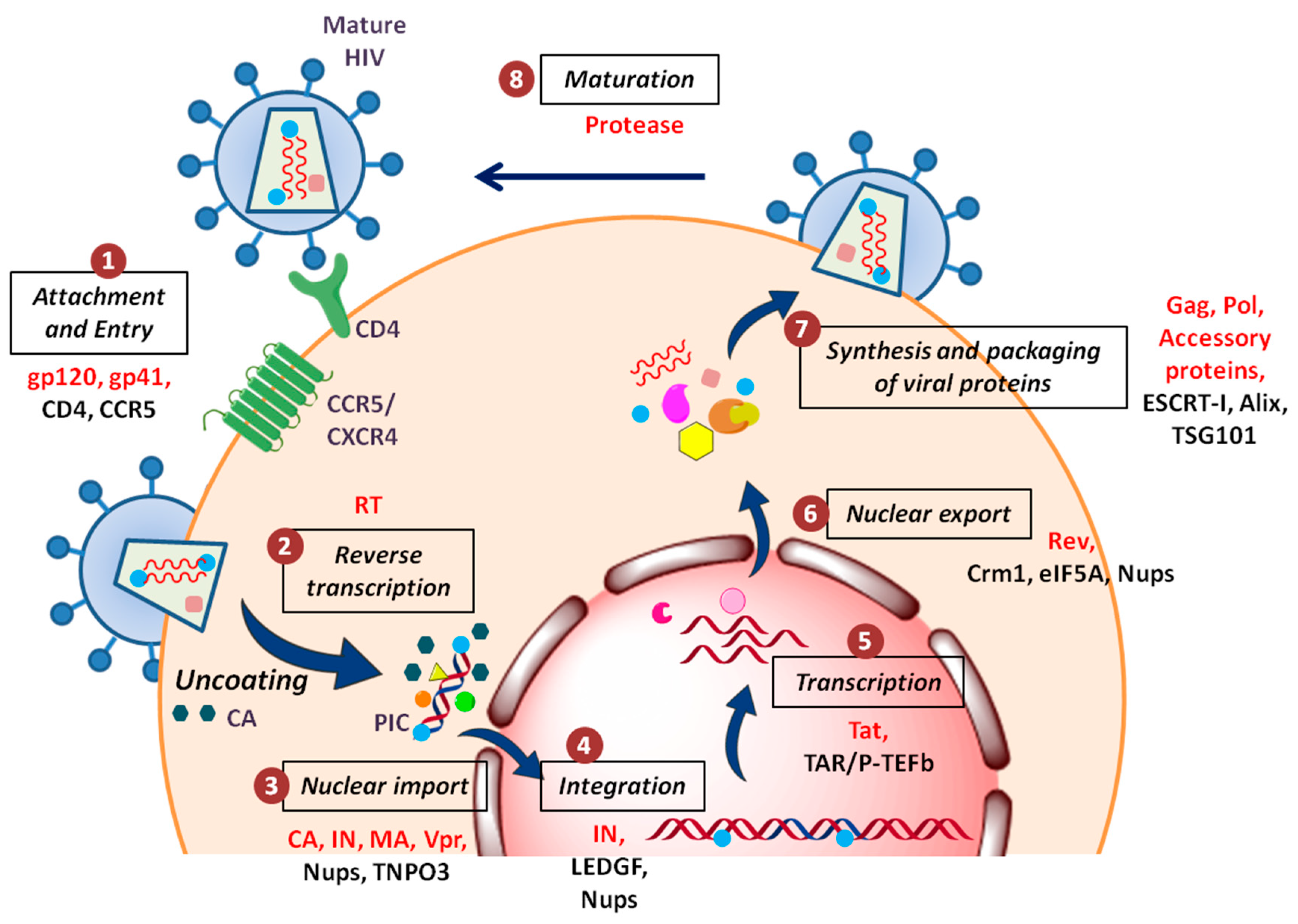 Cells Free Full Text Host HIV  1 Interactome A Quest 