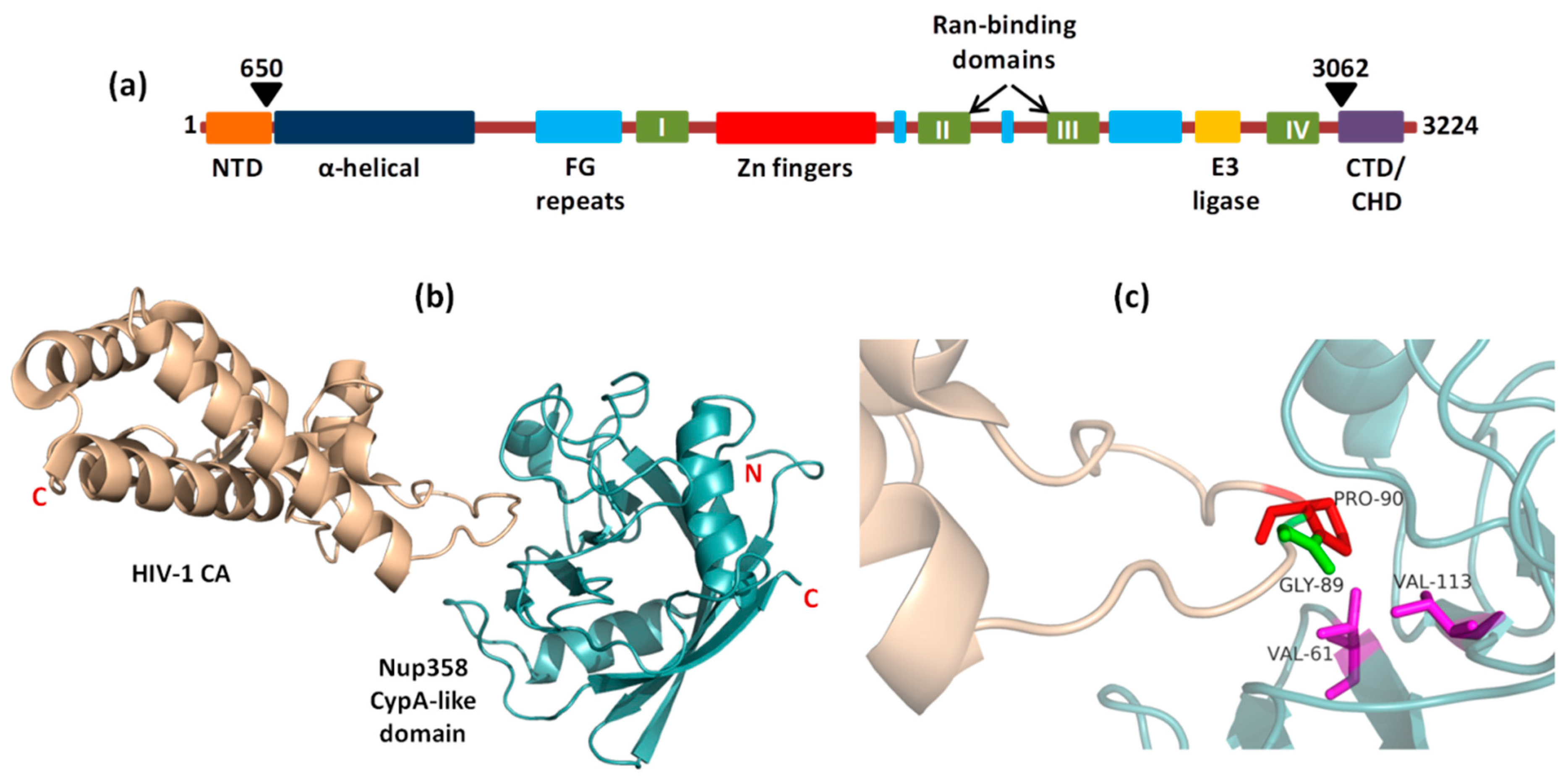 Cells 08 01155 g005 Cells 08 01155 g005