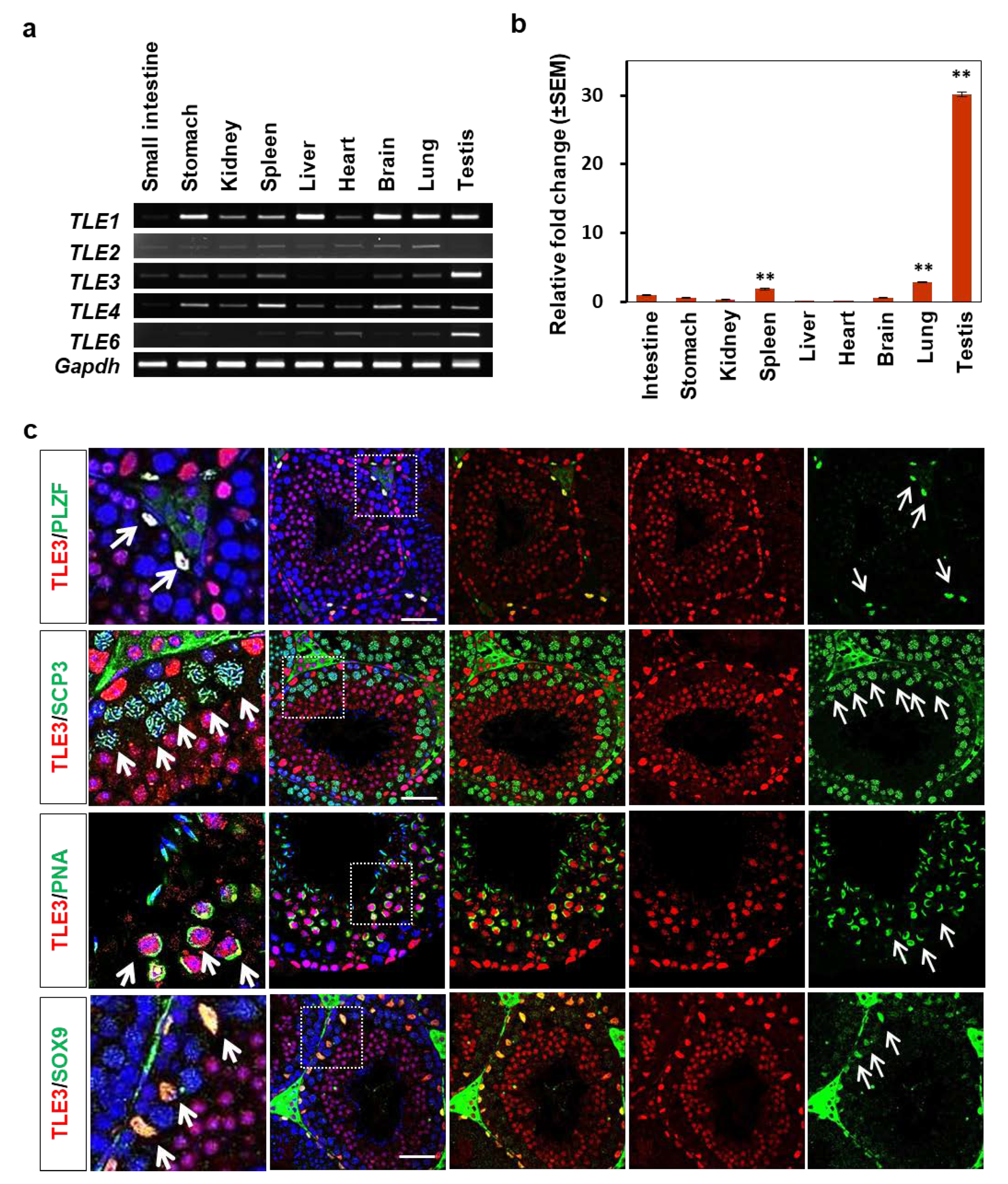 Cells 08 01156 g001 Cells 08 01156 g001