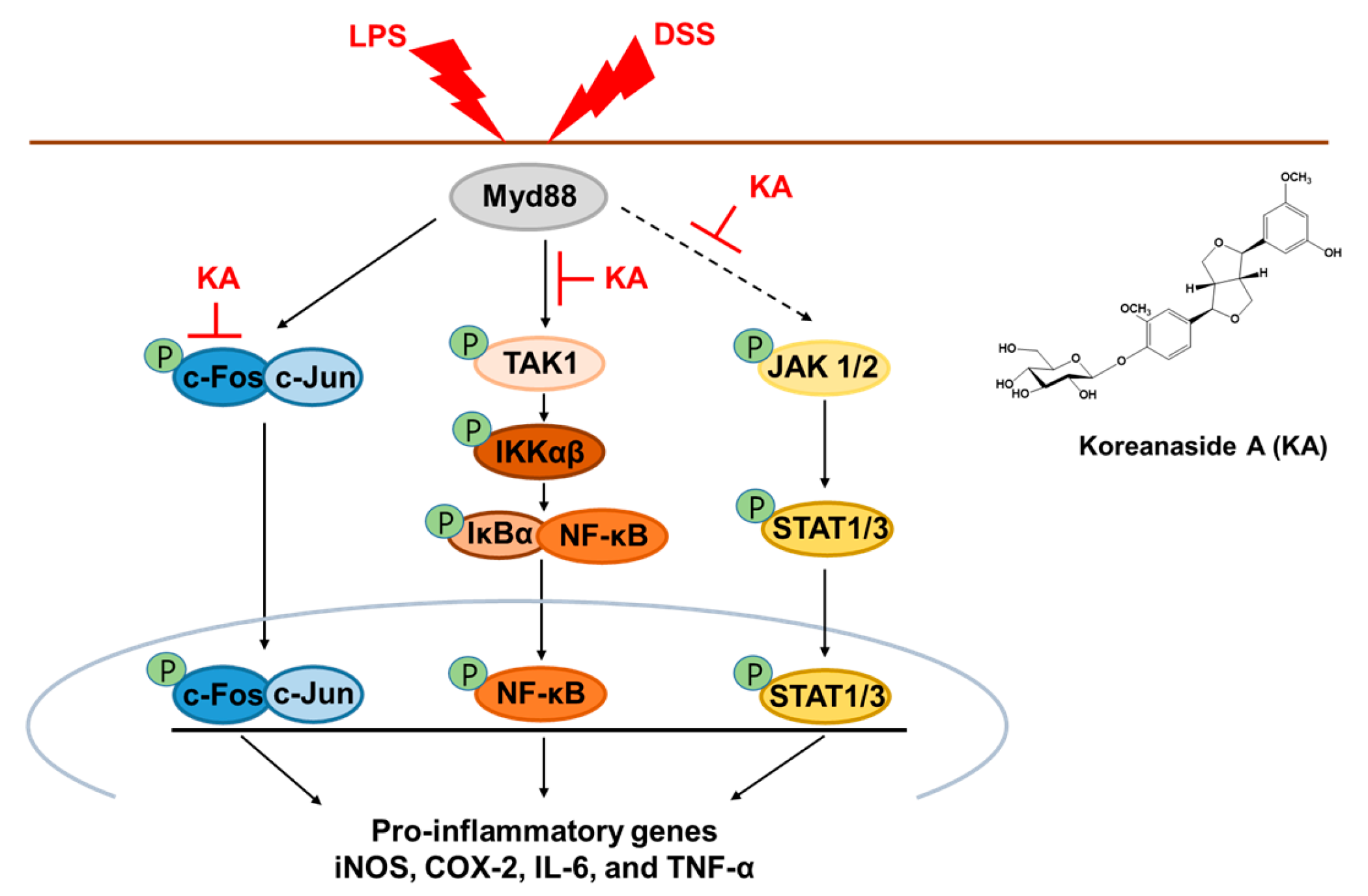 Cells 08 01163 g009 Cells 08 01163 g009