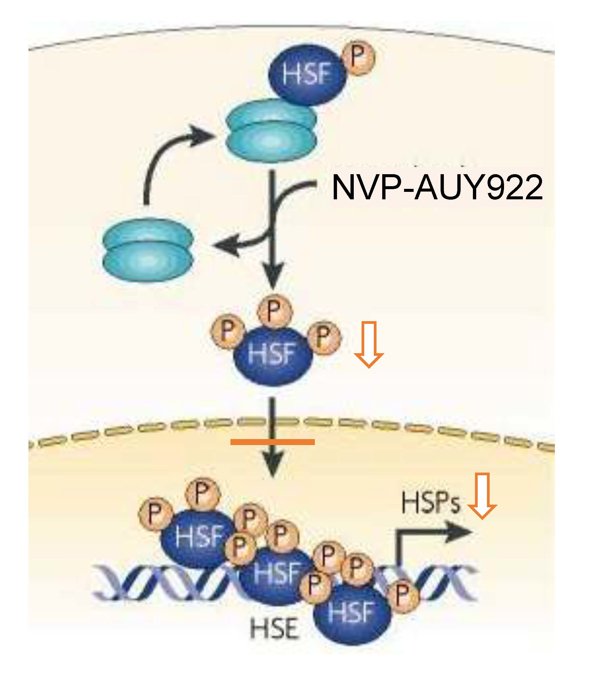 Cells Free Full Text Radiosensitization Of Hsf 1 Knockdown Lung Cancer Cells By Low Concentrations Of Hsp90 Inhibitor Nvp Auy922