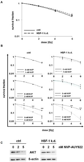 Cells Free Full Text Radiosensitization Of Hsf 1 Knockdown Lung Cancer Cells By Low Concentrations Of Hsp90 Inhibitor Nvp Auy922