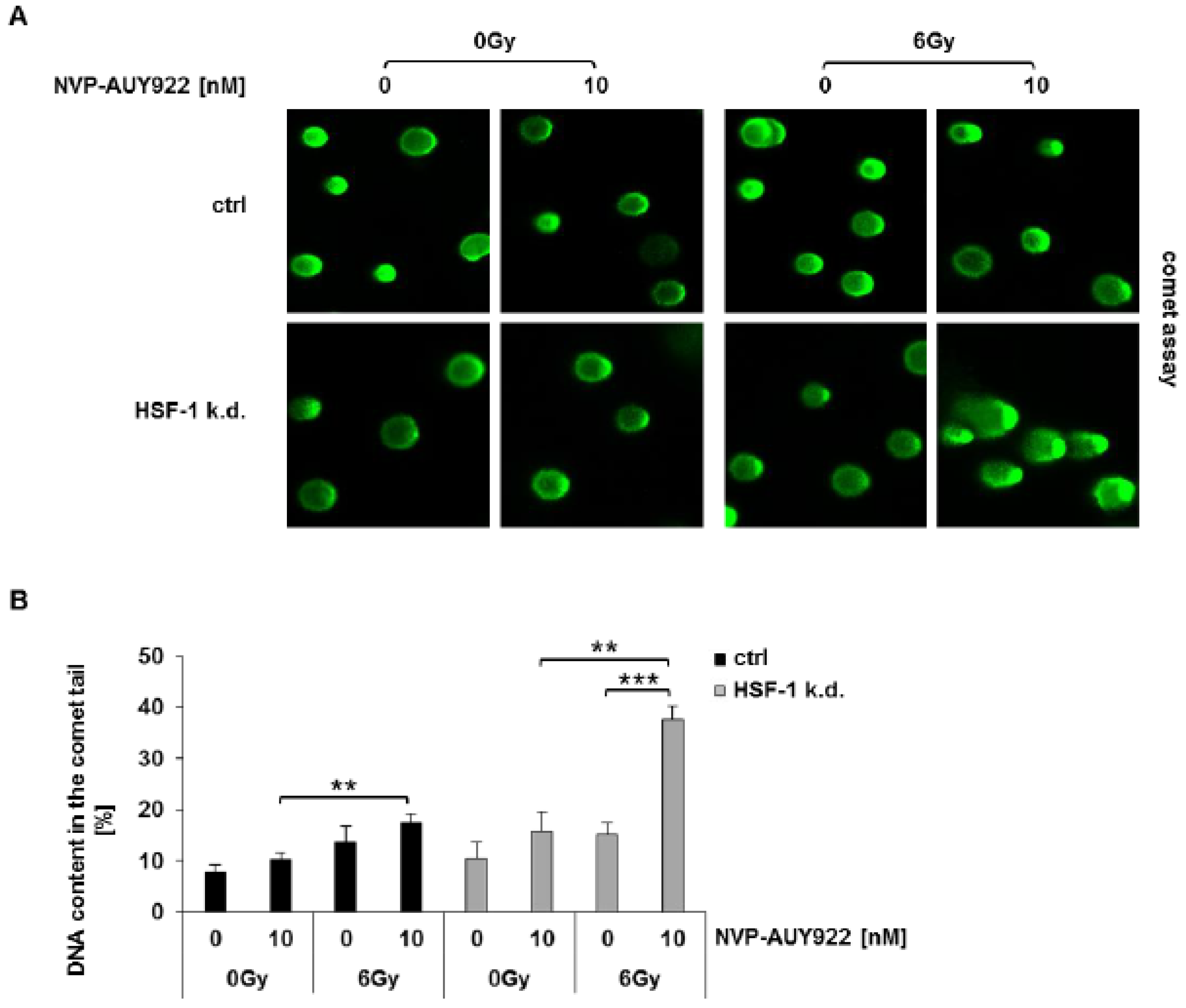 Cells Free Full Text Radiosensitization Of Hsf 1 Knockdown Lung Cancer Cells By Low Concentrations Of Hsp90 Inhibitor Nvp Auy922