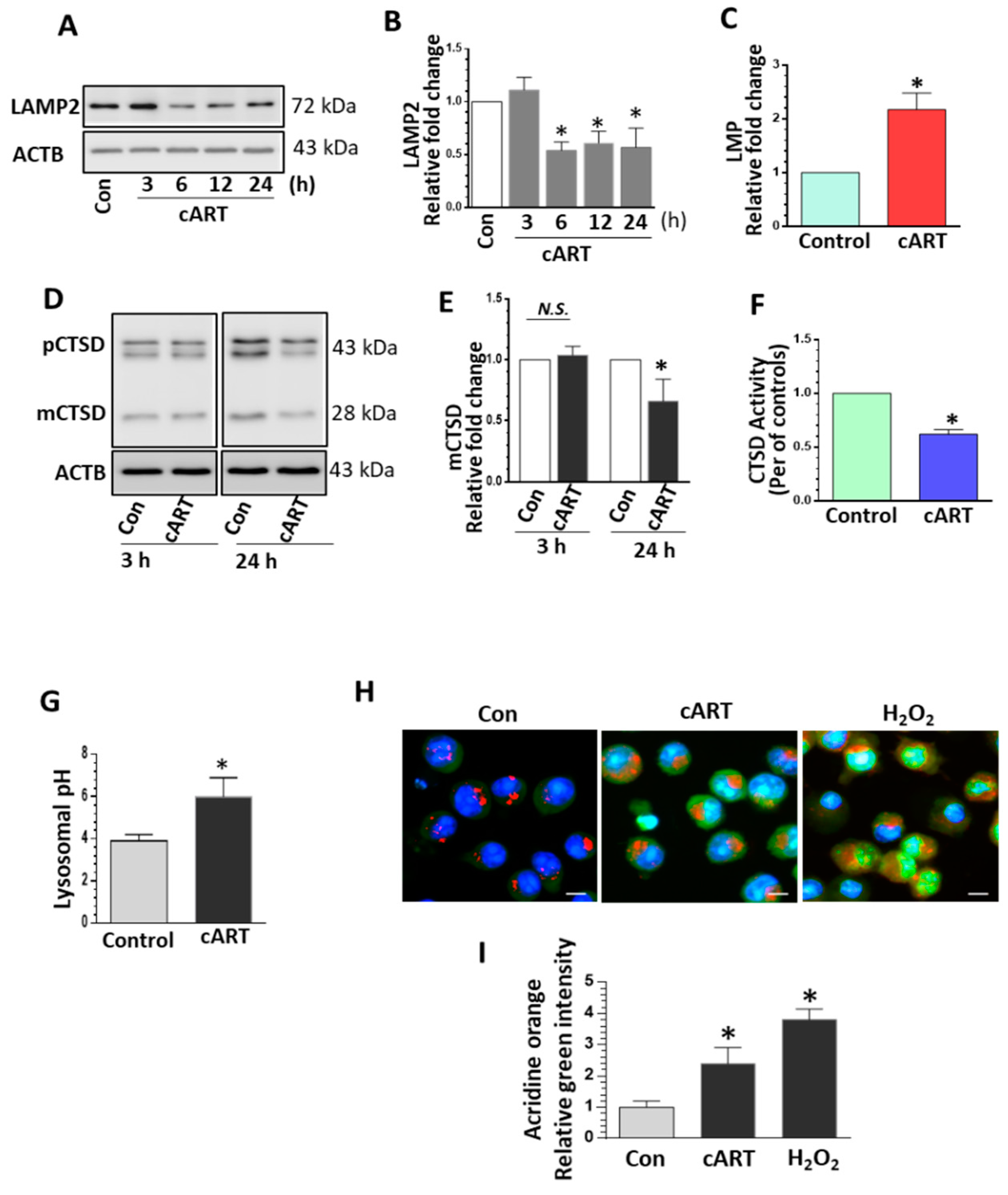 Cells 08 01168 g001 Cells 08 01168 g001