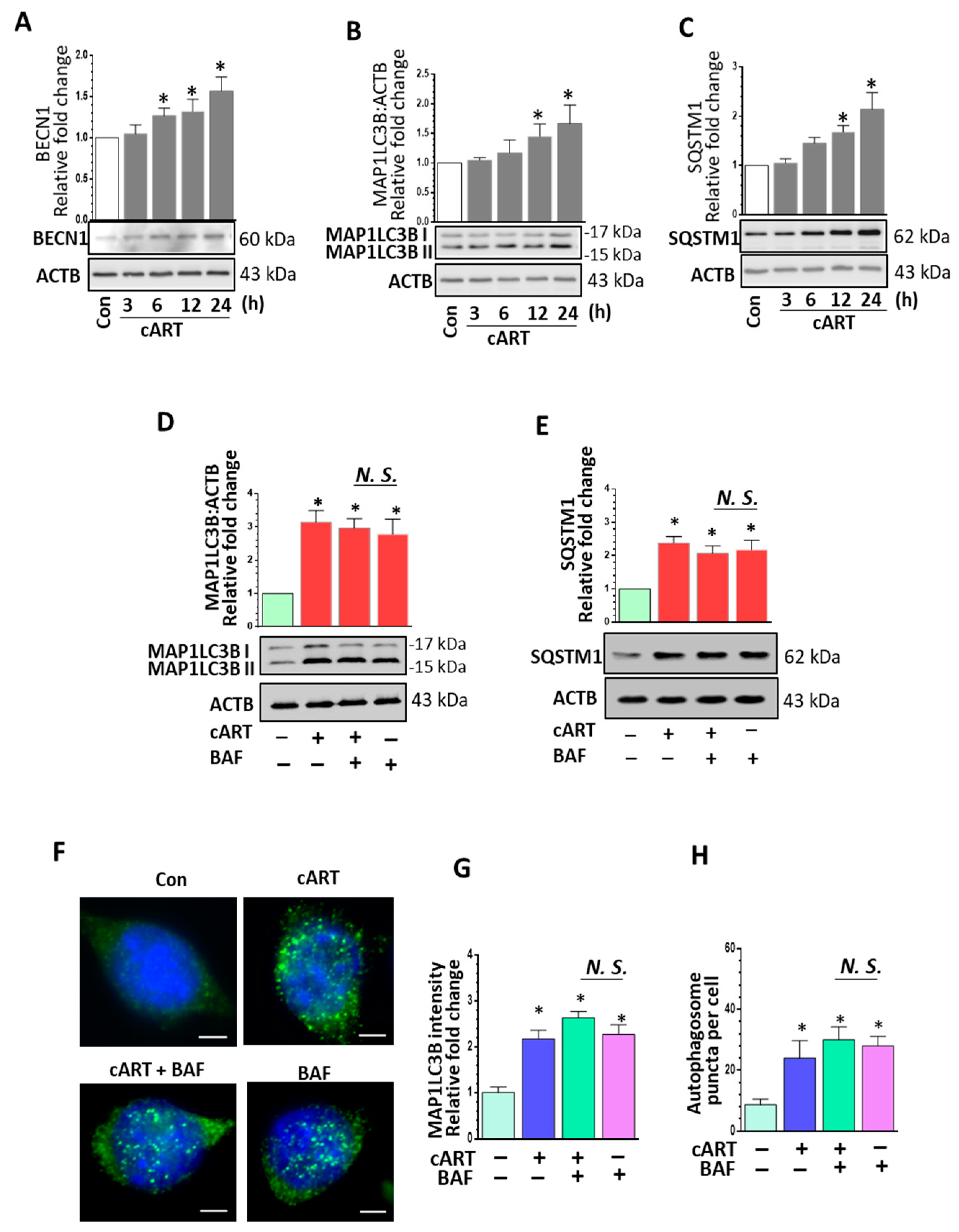 Cells 08 01168 g002 Cells 08 01168 g002