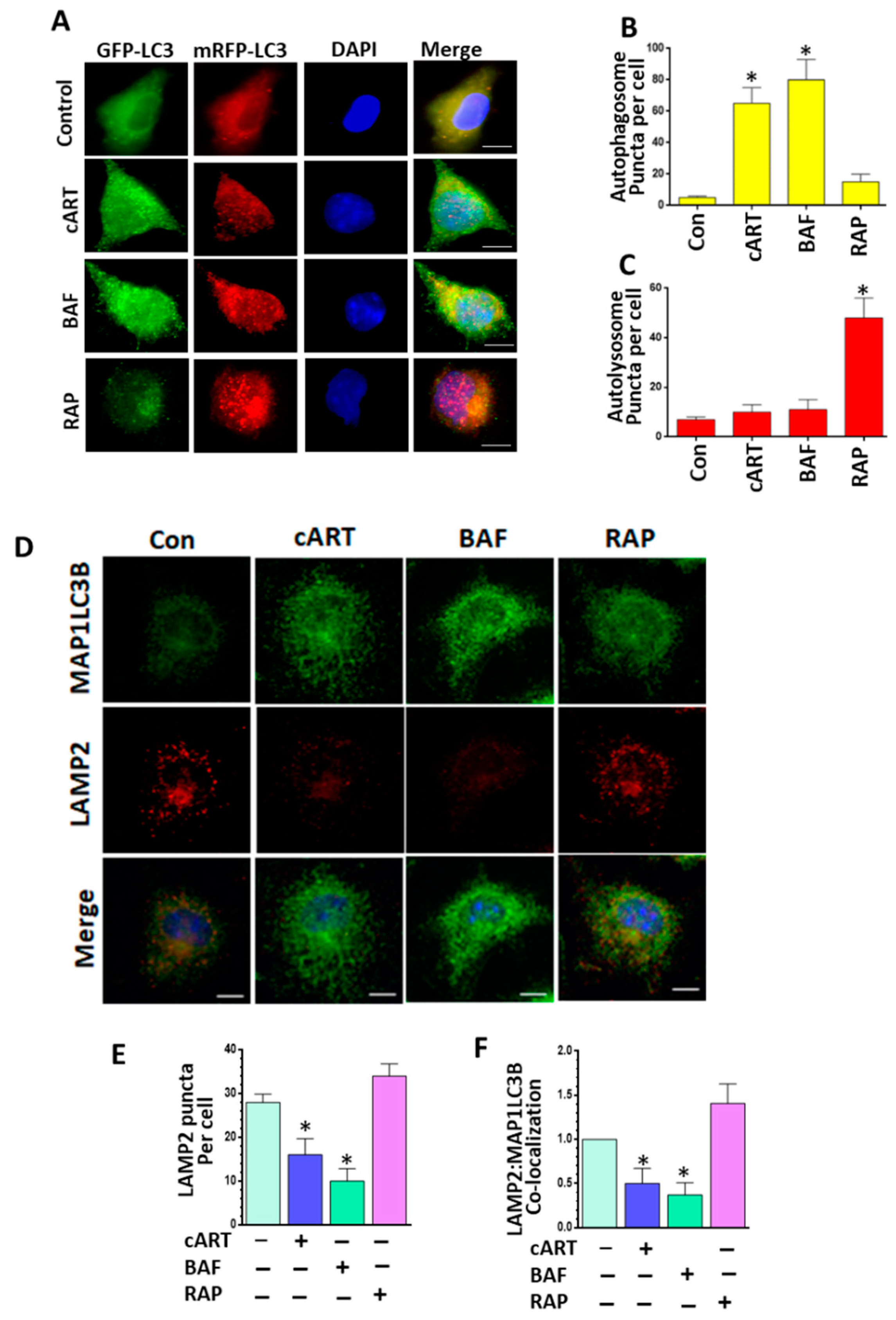 Cells 08 01168 g003 Cells 08 01168 g003