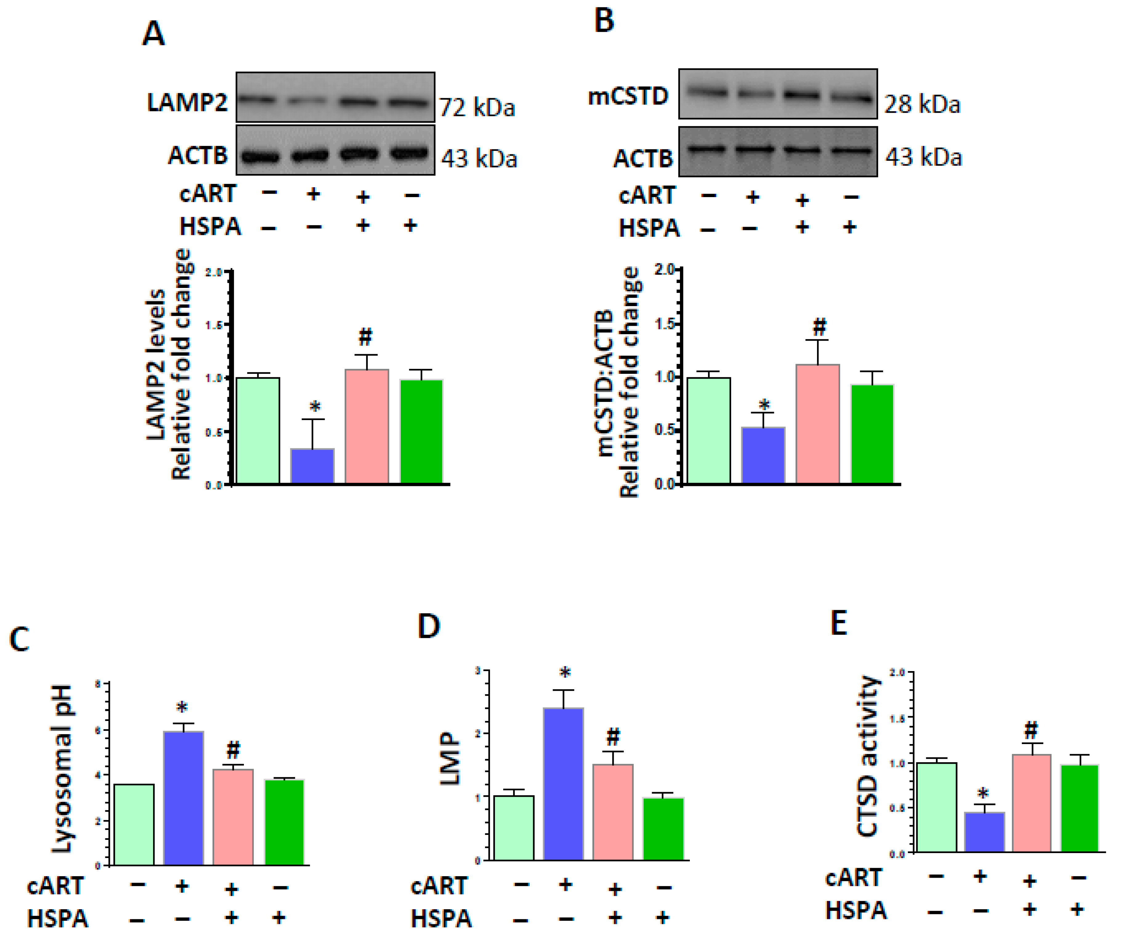 Cells 08 01168 g005 Cells 08 01168 g005