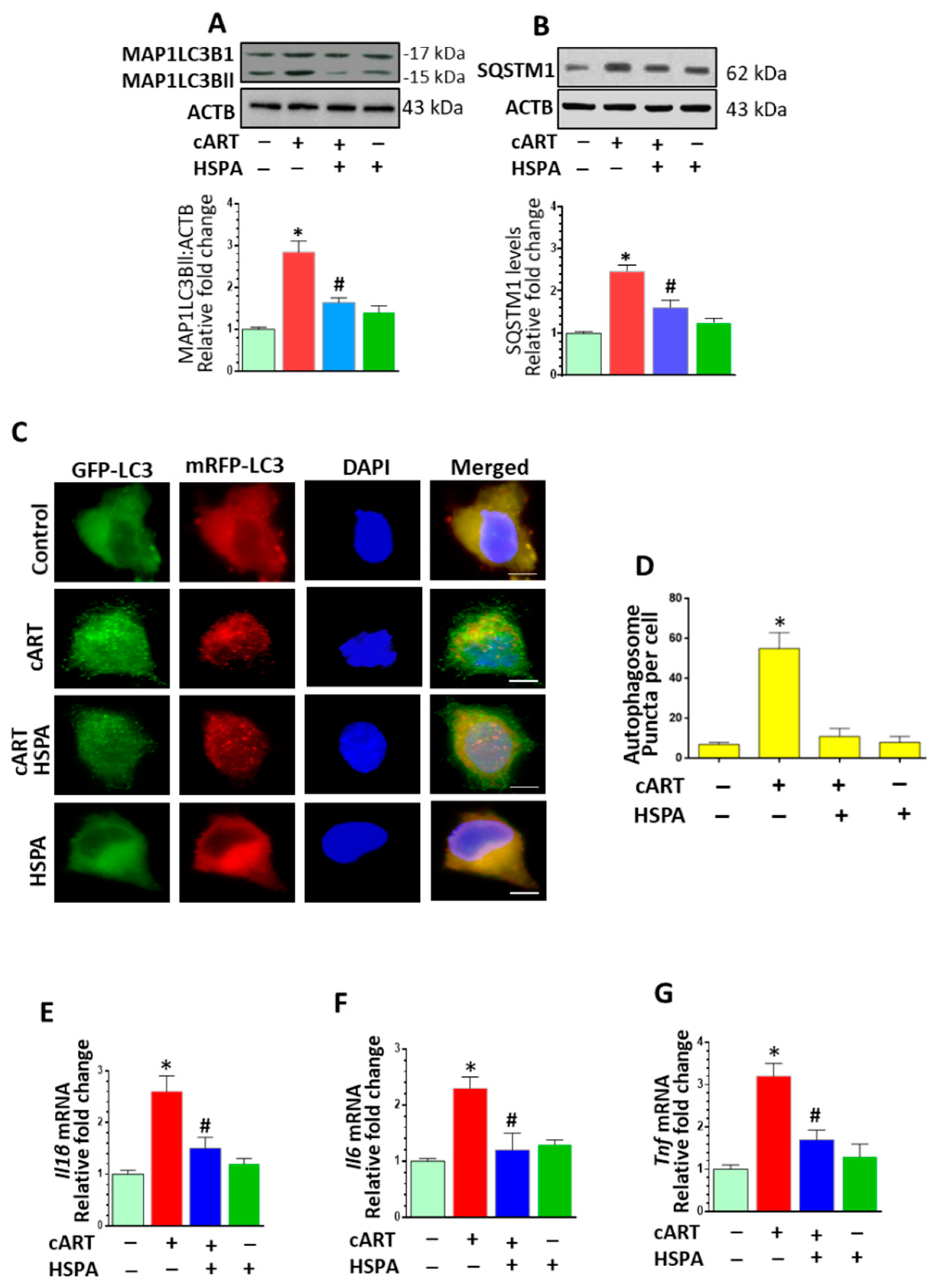 Cells 08 01168 g006 Cells 08 01168 g006