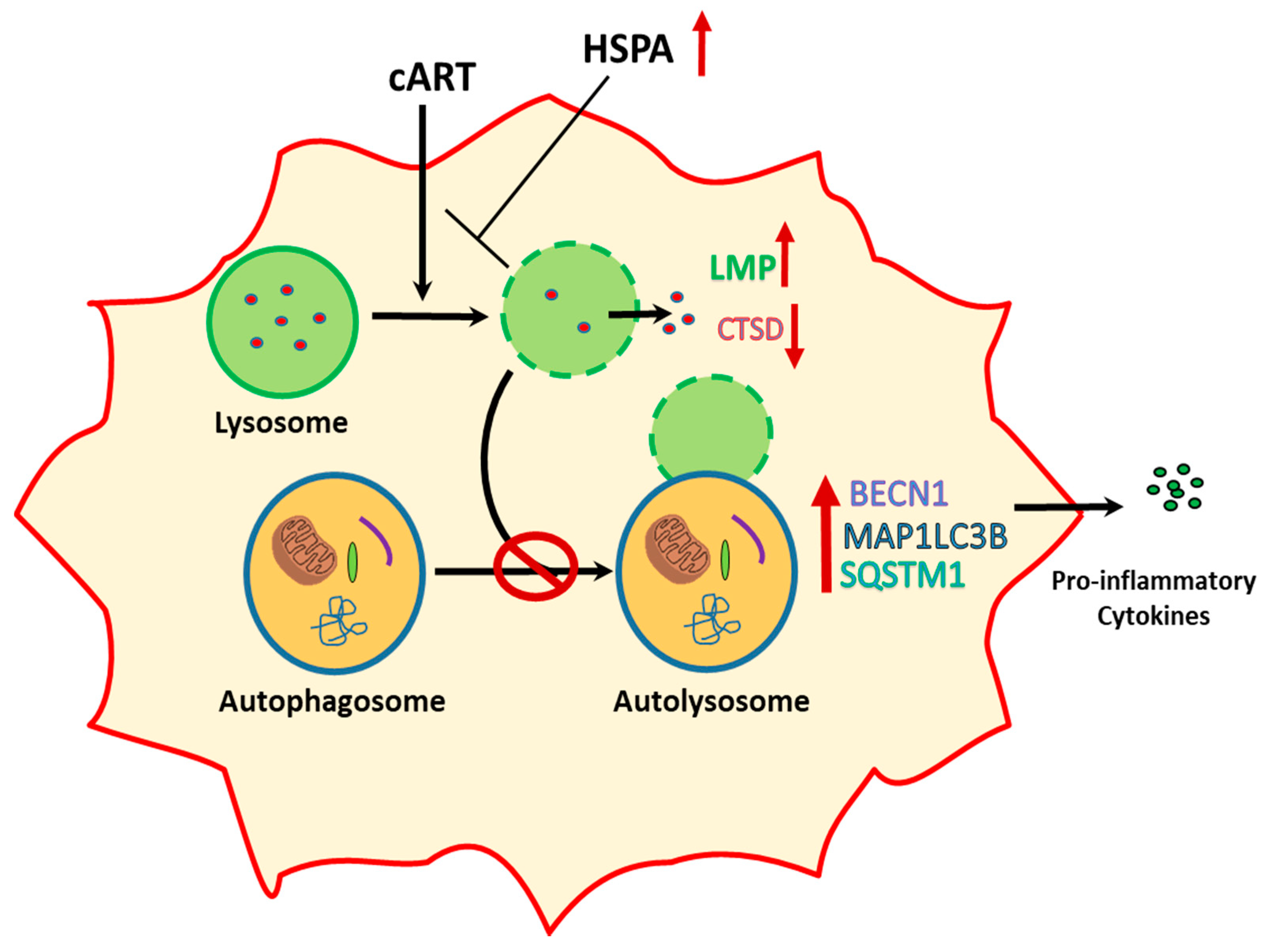 Cells 08 01168 g007 Cells 08 01168 g007