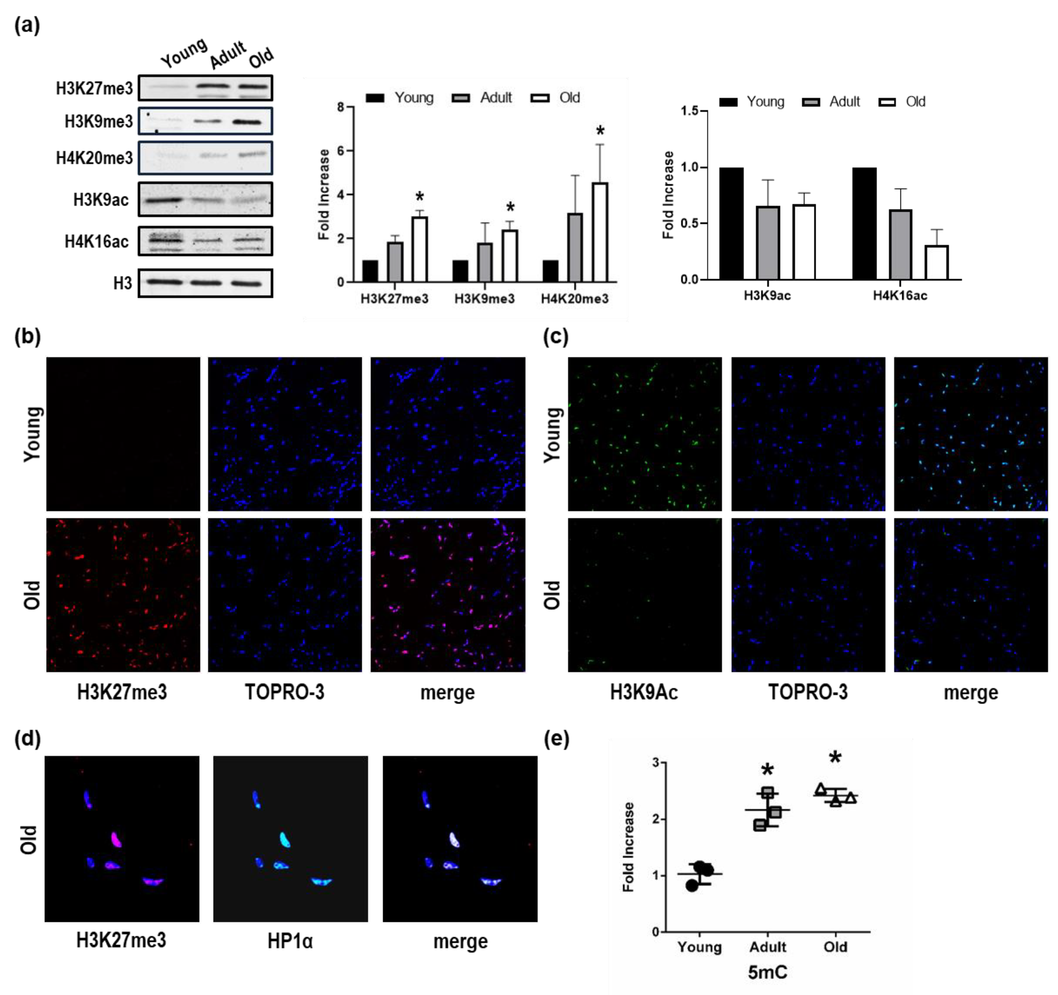 Cells 08 01169 g001 Cells 08 01169 g001
