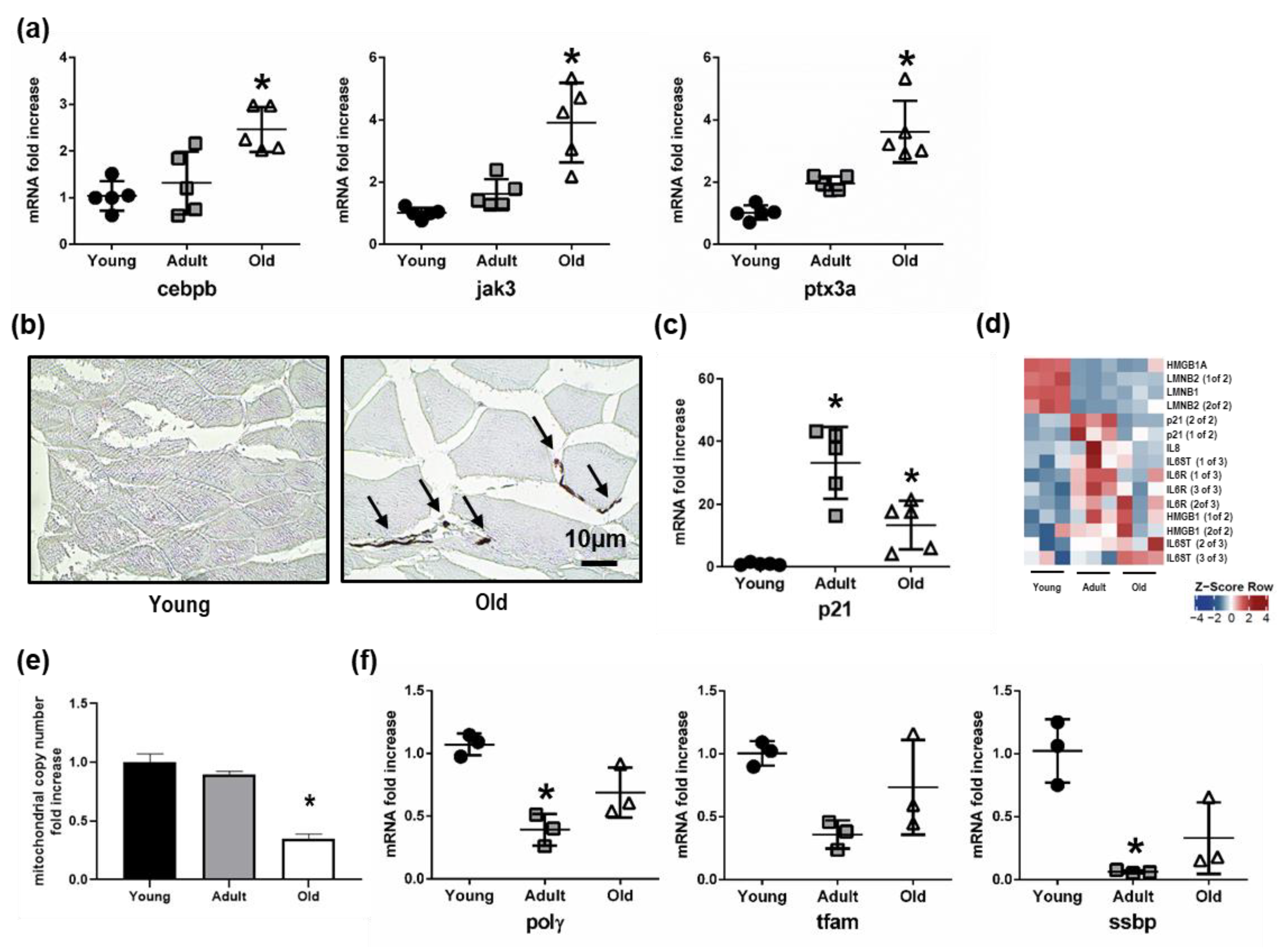 Cells 08 01169 g006 Cells 08 01169 g006