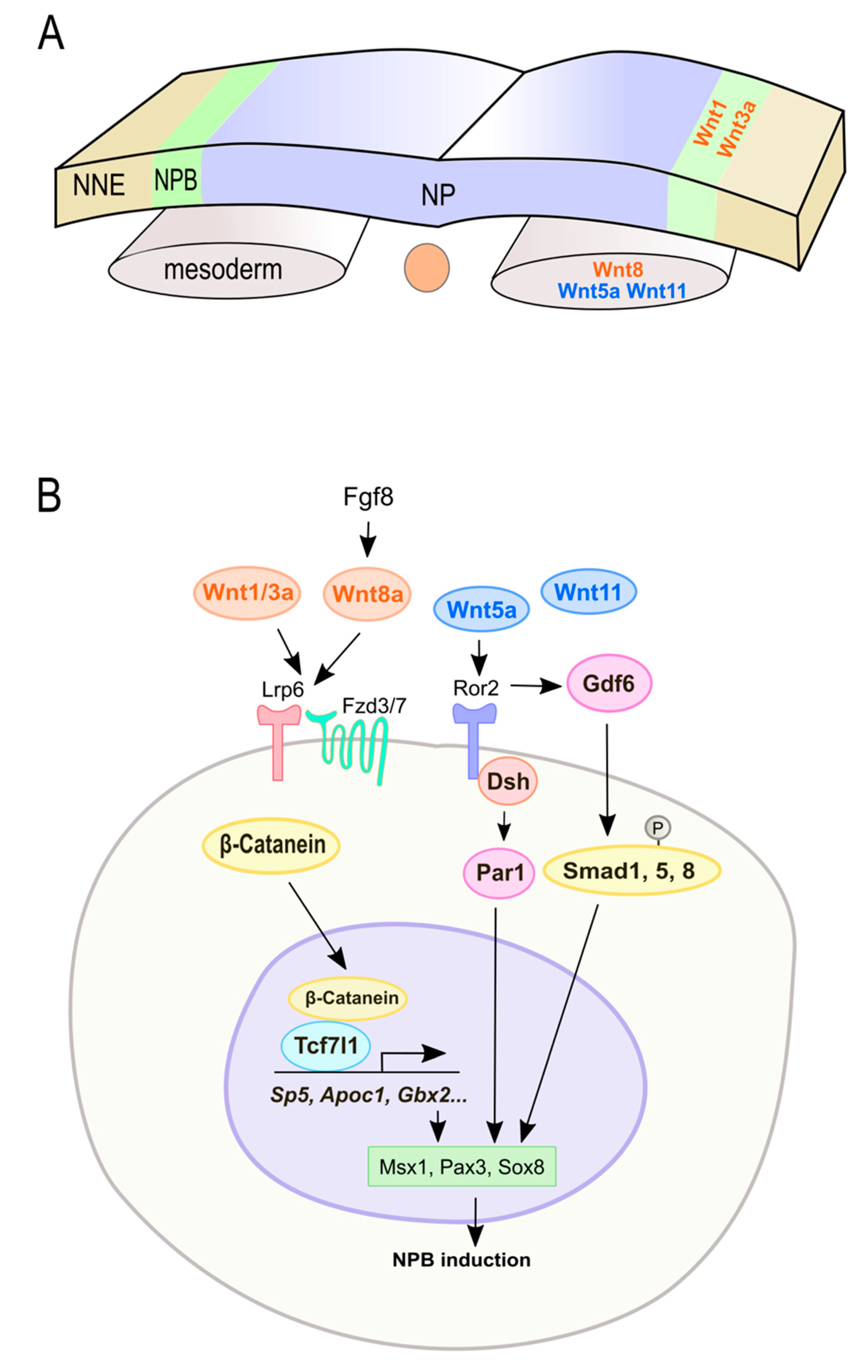 Cells 08 01173 g002 Cells 08 01173 g002