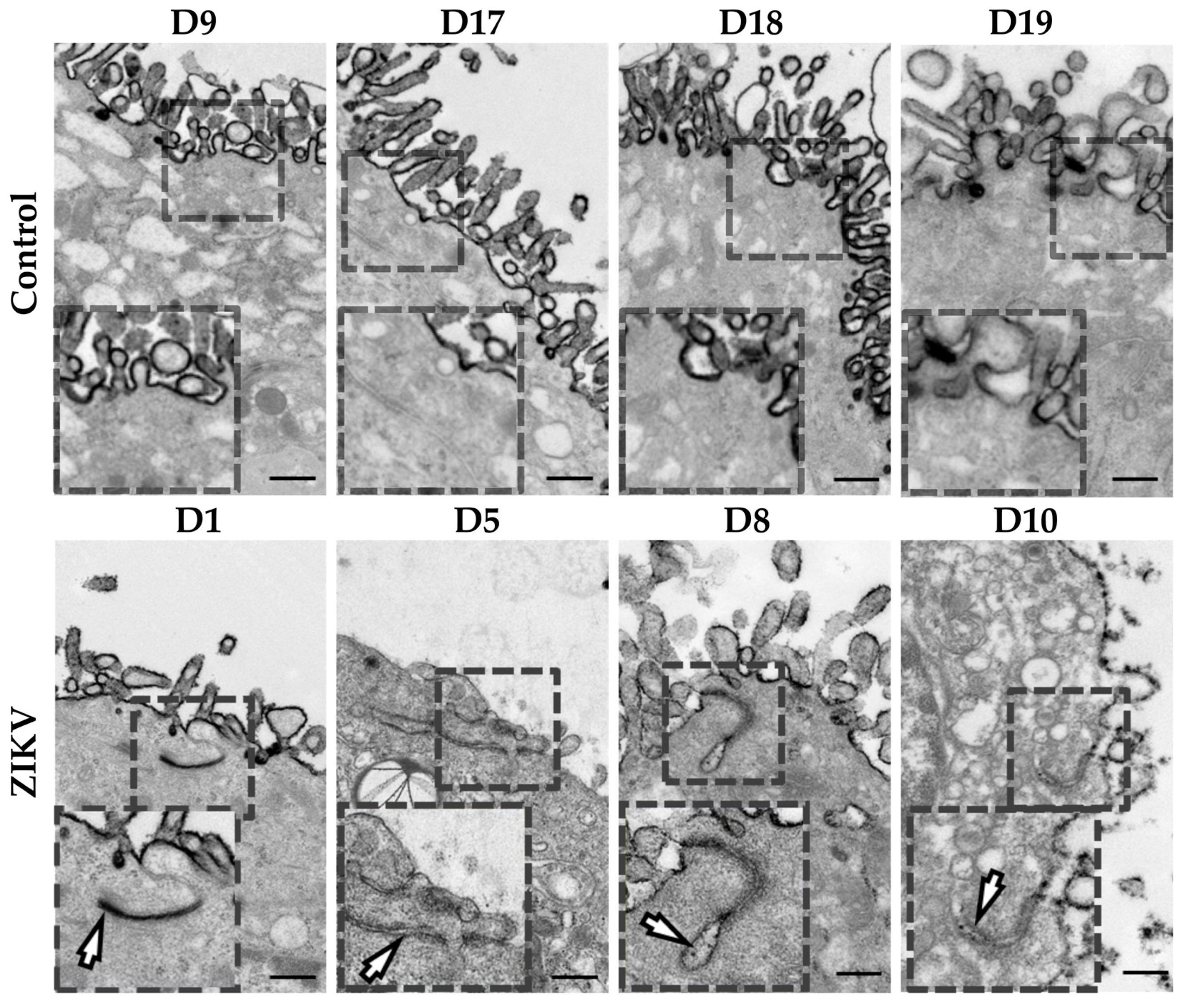 Cells 08 01174 g003 Cells 08 01174 g003