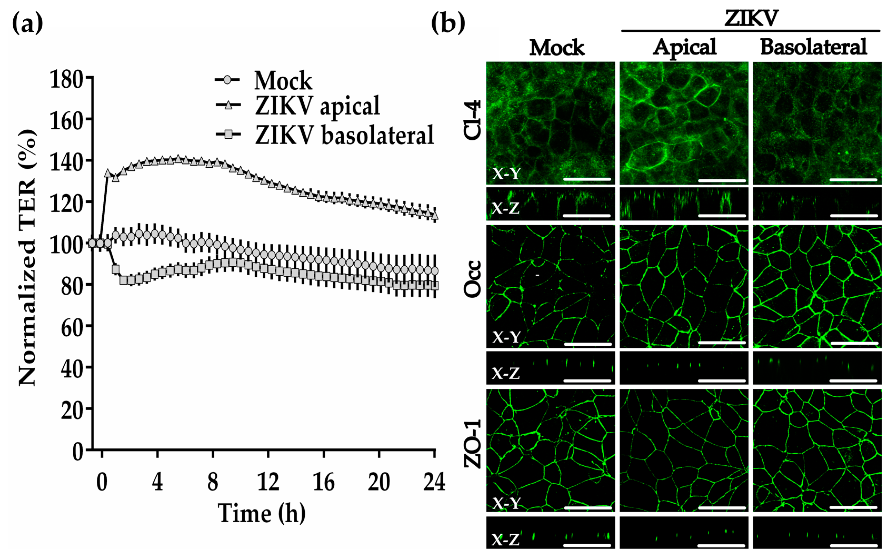 Cells 08 01174 g005 Cells 08 01174 g005