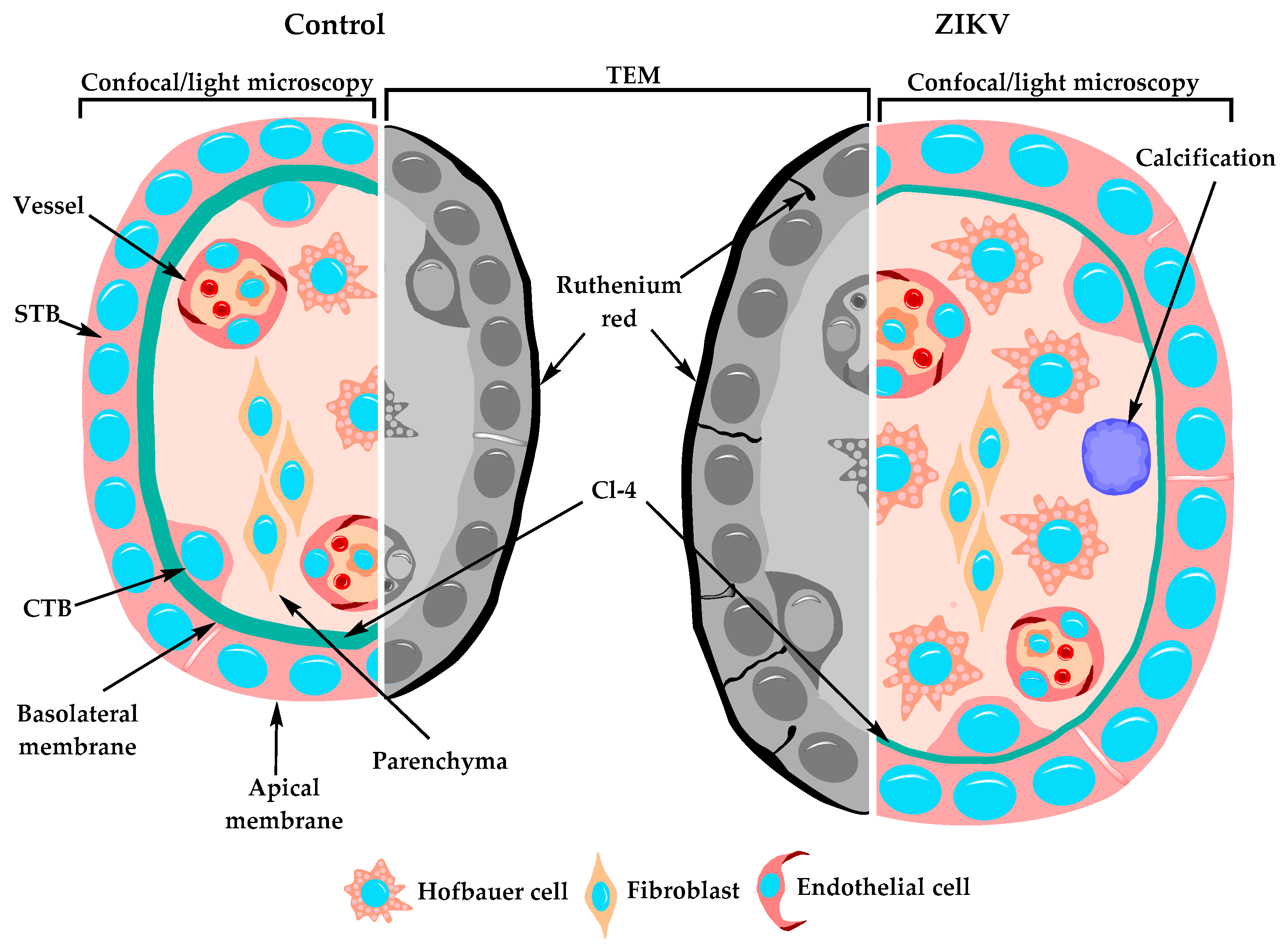 Cells 08 01174 g006 Cells 08 01174 g006