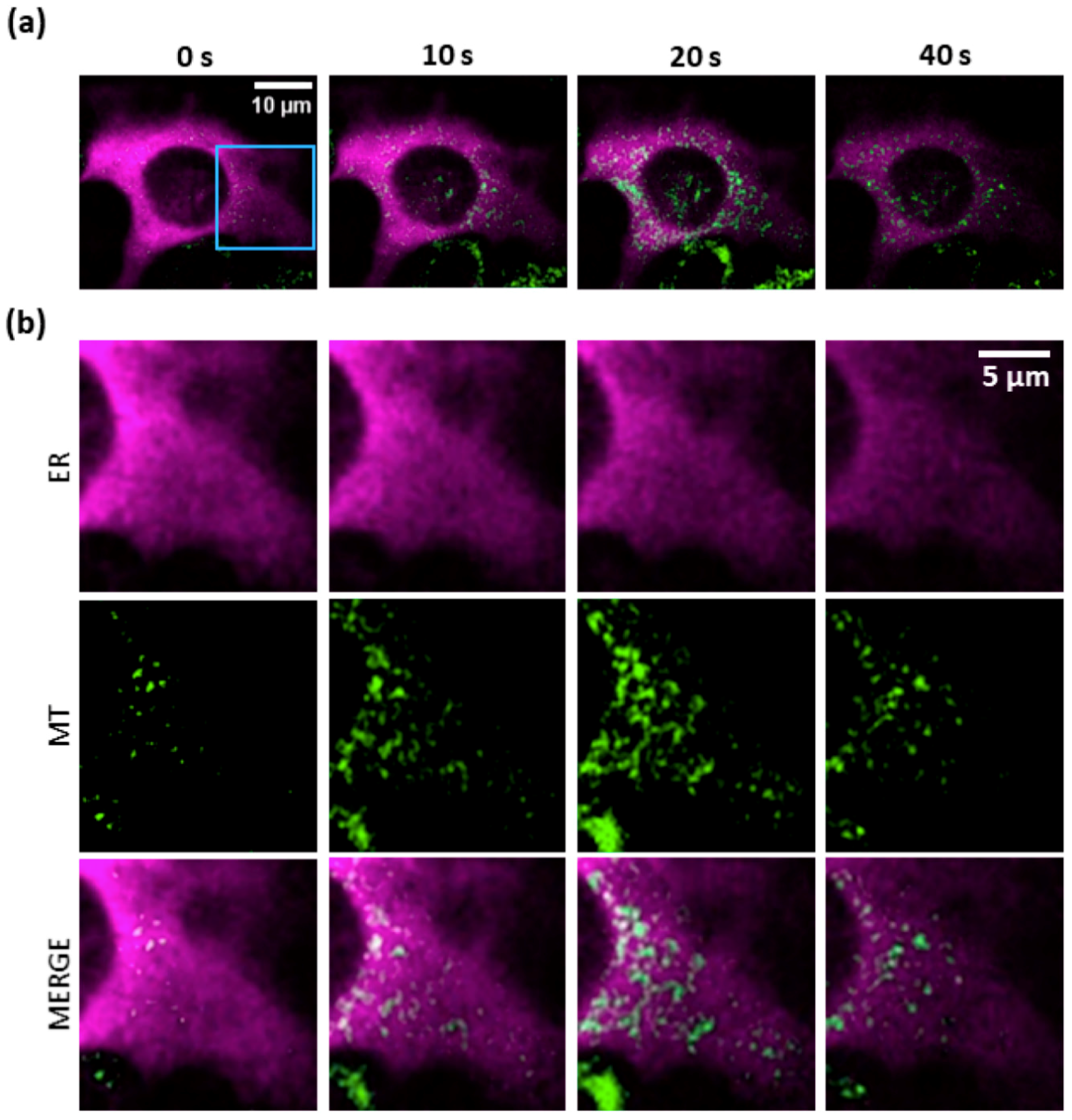 Cells 08 01175 g004 Cells 08 01175 g004