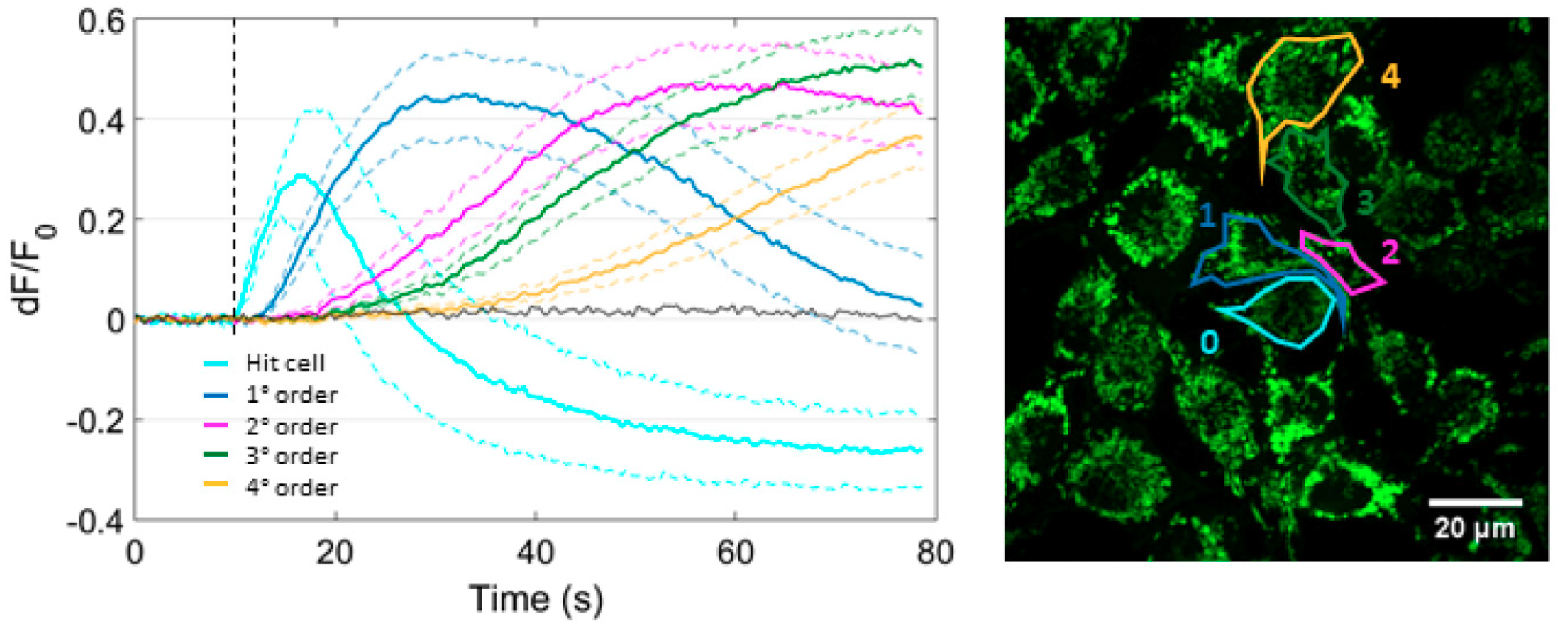 Cells 08 01175 g005 Cells 08 01175 g005