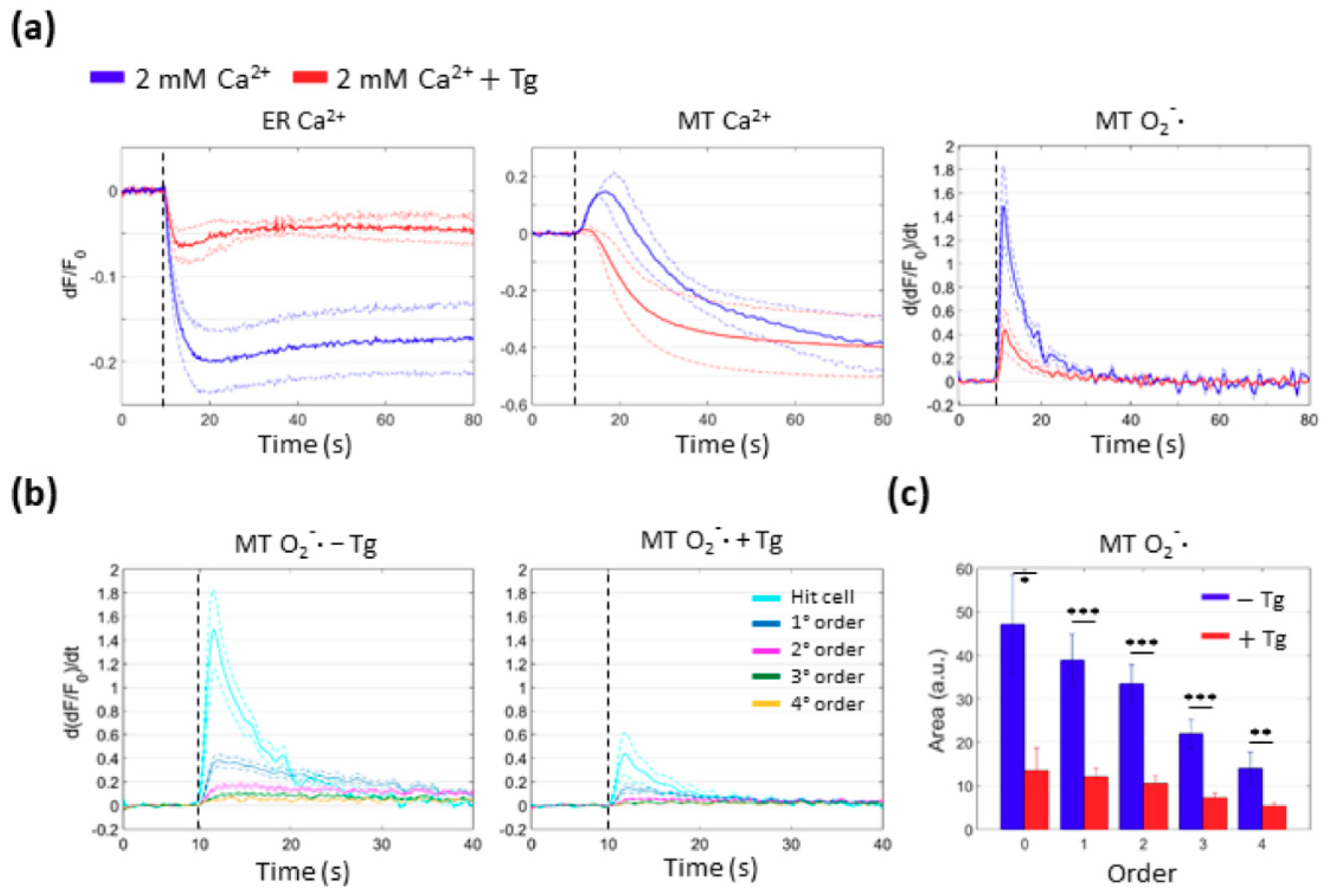 Cells 08 01175 g006 Cells 08 01175 g006