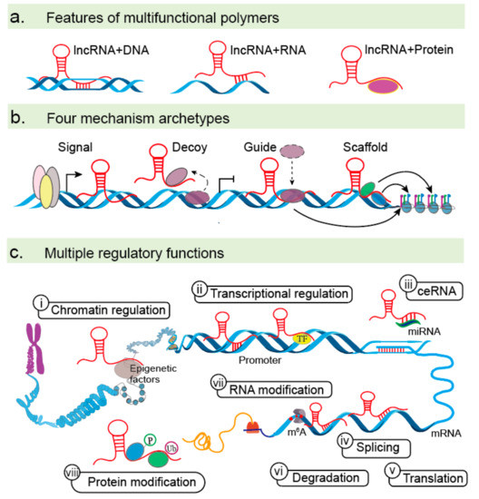 エル S100A4 in cancer progression and metastasis: A systematic