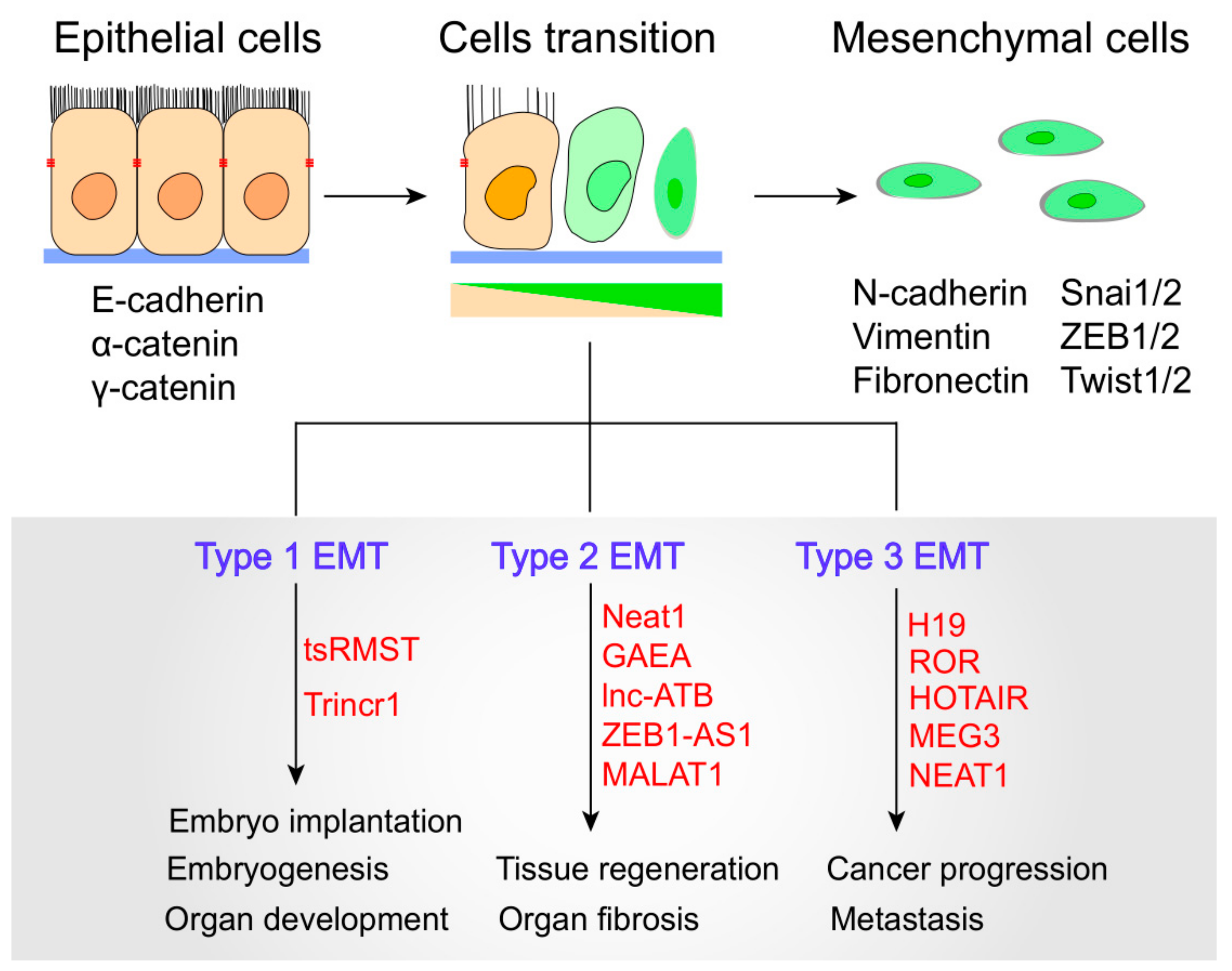 Cells 08 01178 g002 Cells 08 01178 g002