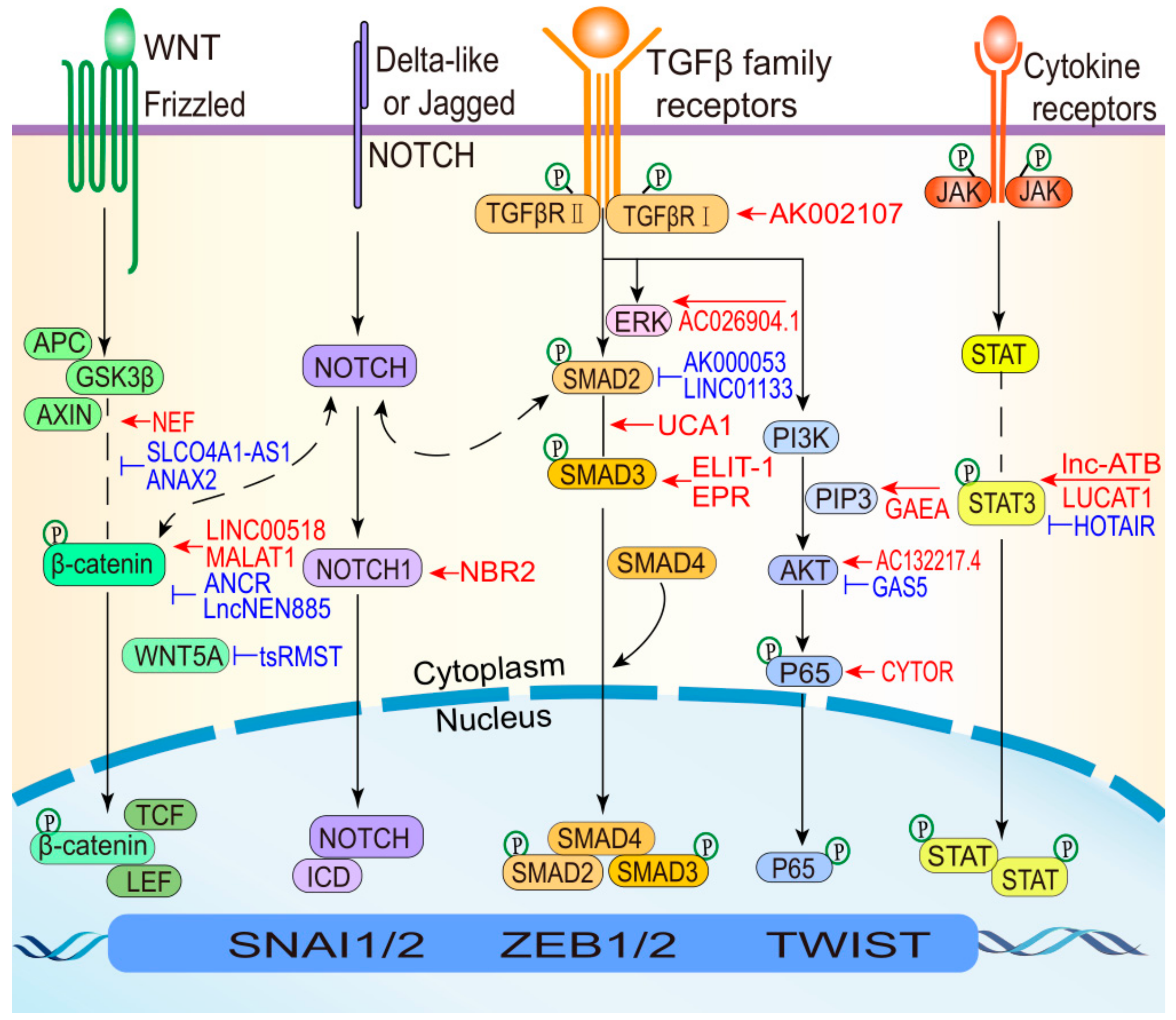 Cells 08 01178 g004 Cells 08 01178 g004