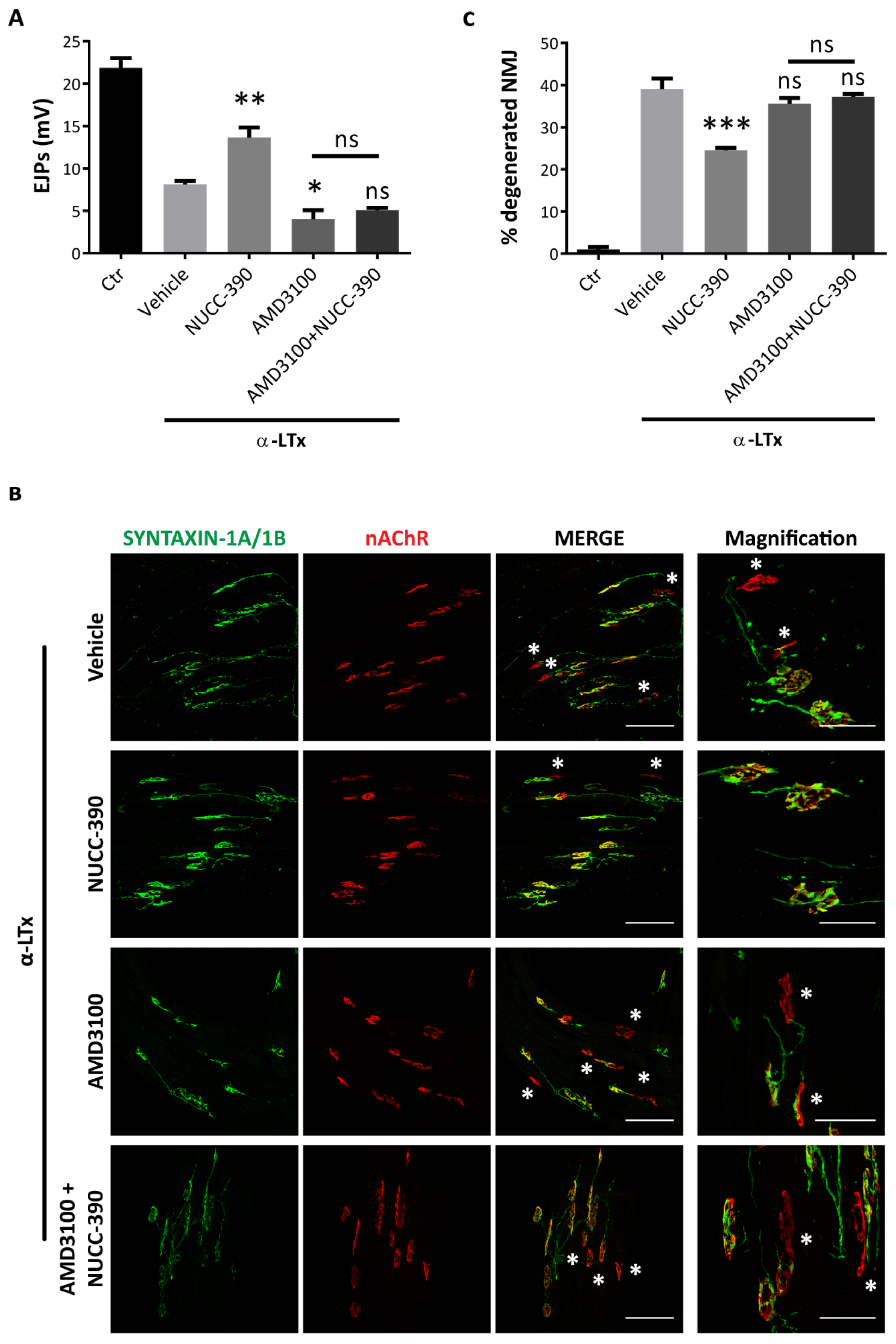 Cells 08 01183 g003 Cells 08 01183 g003