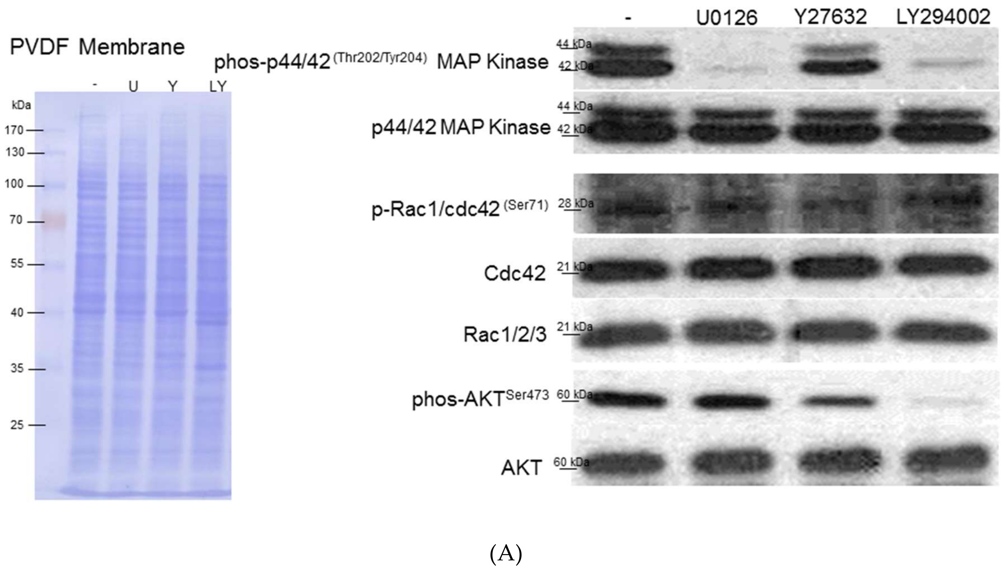 Cells 08 01184 g005a Cells 08 01184 g005a