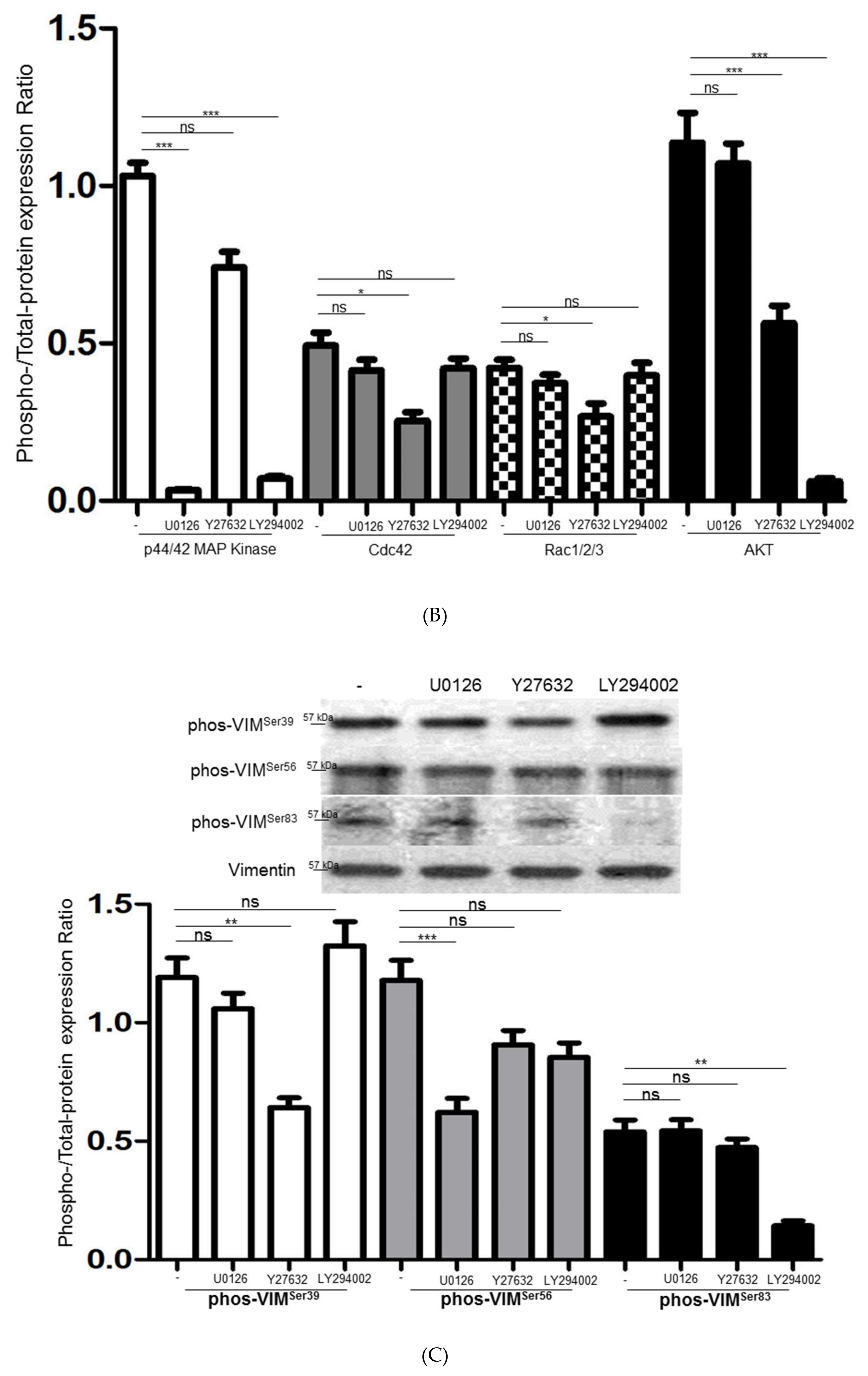 Cells 08 01184 g005b Cells 08 01184 g005b