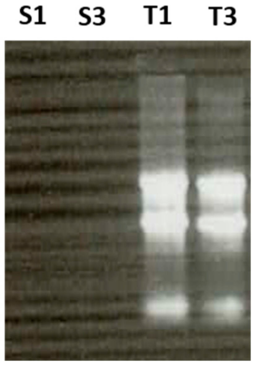 Cells 08 01196 g001 Cells 08 01196 g001