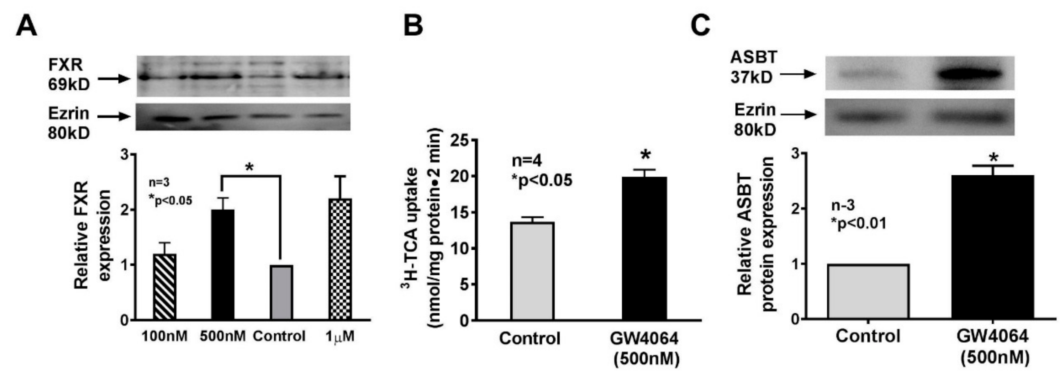 Cells 08 01197 g007 Cells 08 01197 g007