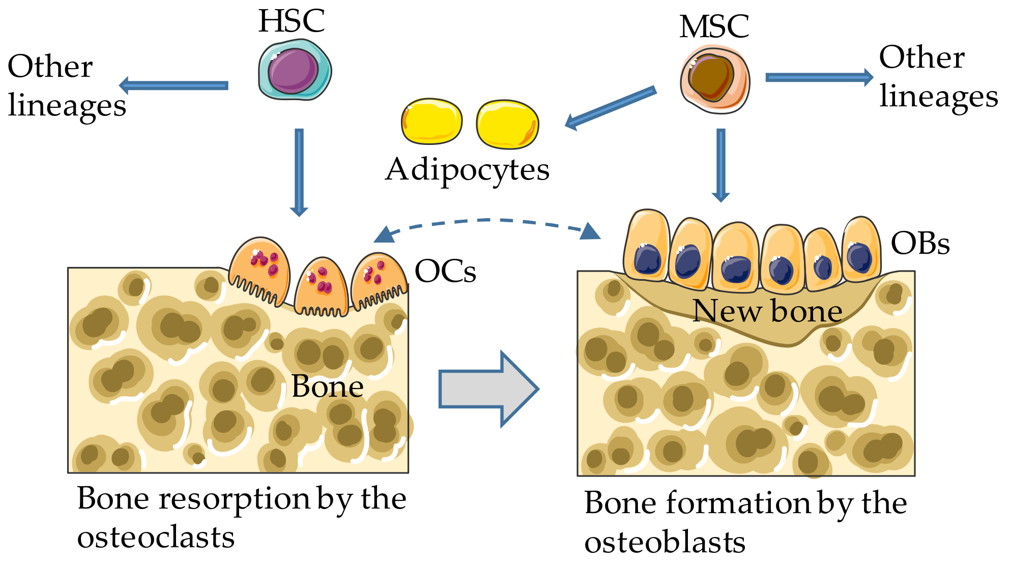 Cells 08 01201 g001 Cells 08 01201 g001