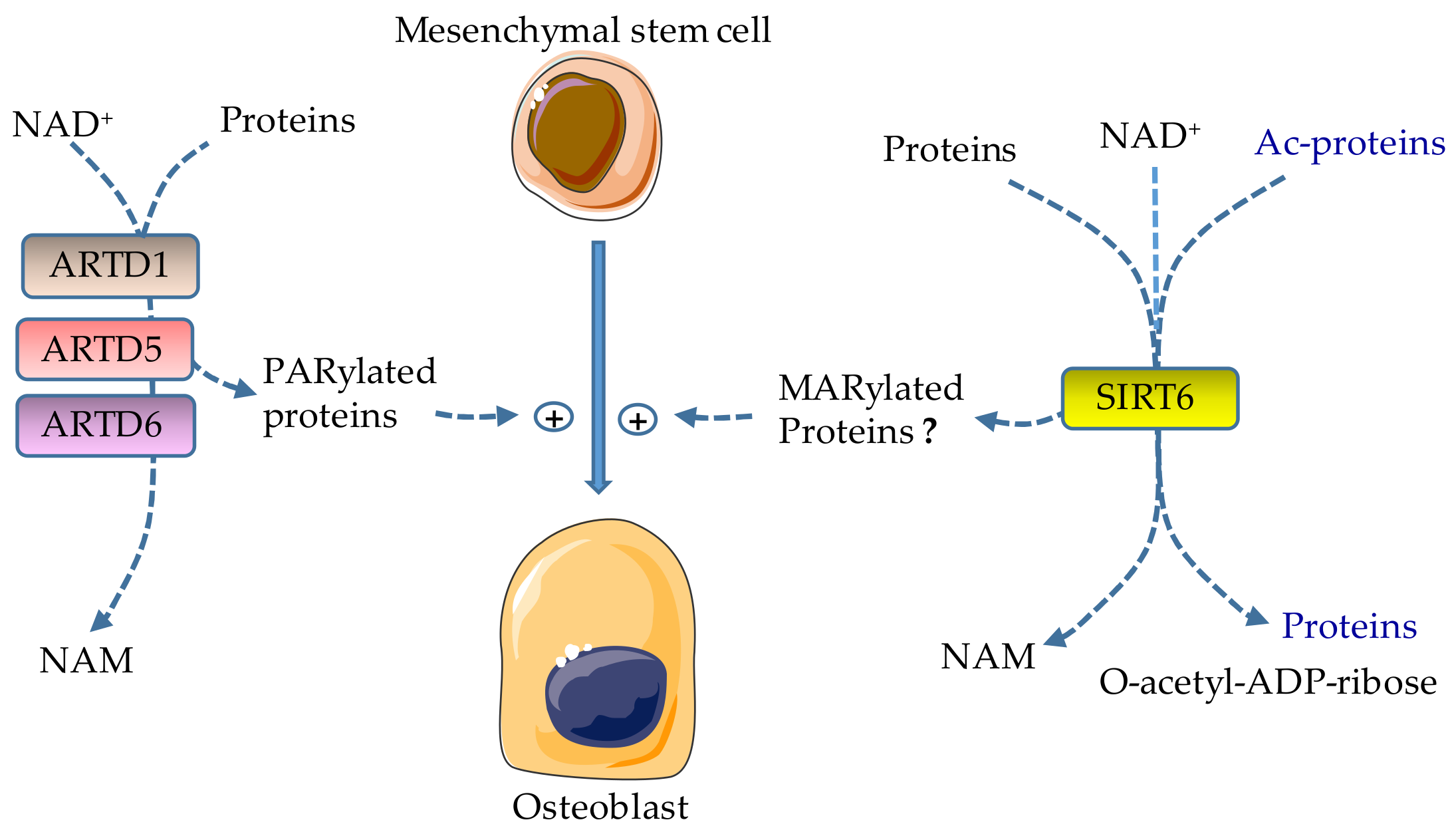 Cells 08 01201 g003 Cells 08 01201 g003