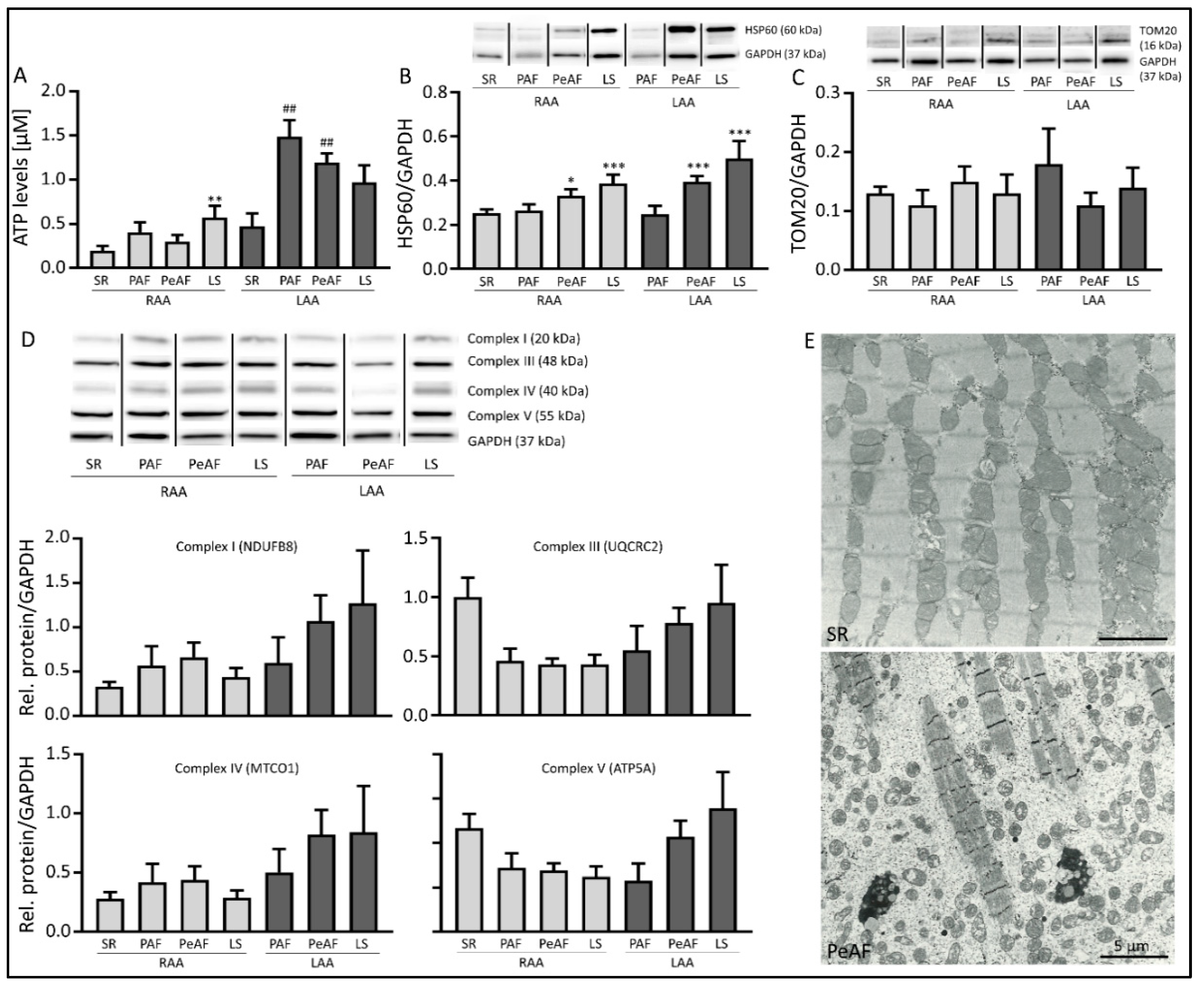 Cells 08 01202 g002 Cells 08 01202 g002