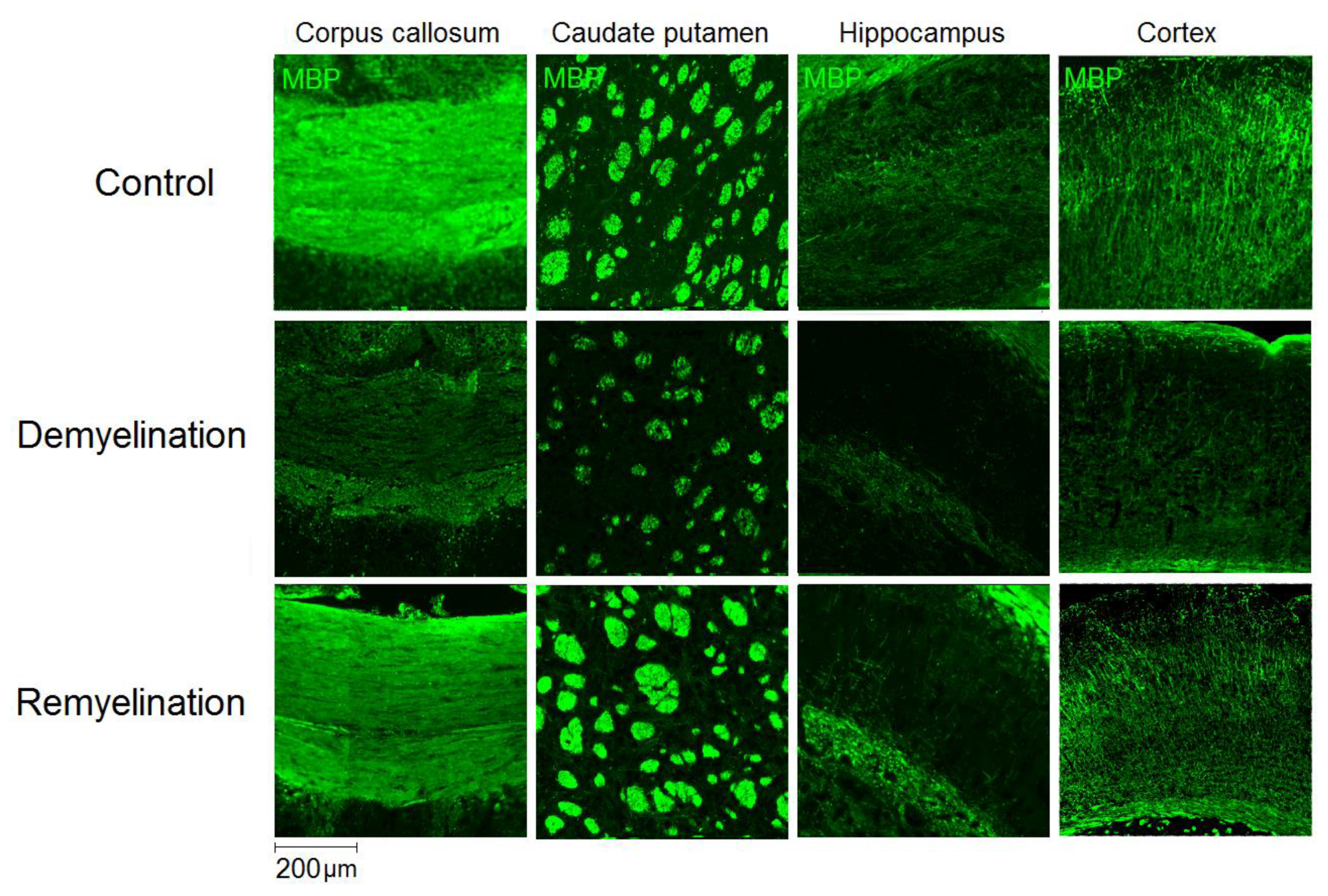 Cells 08 01204 g003 Cells 08 01204 g003