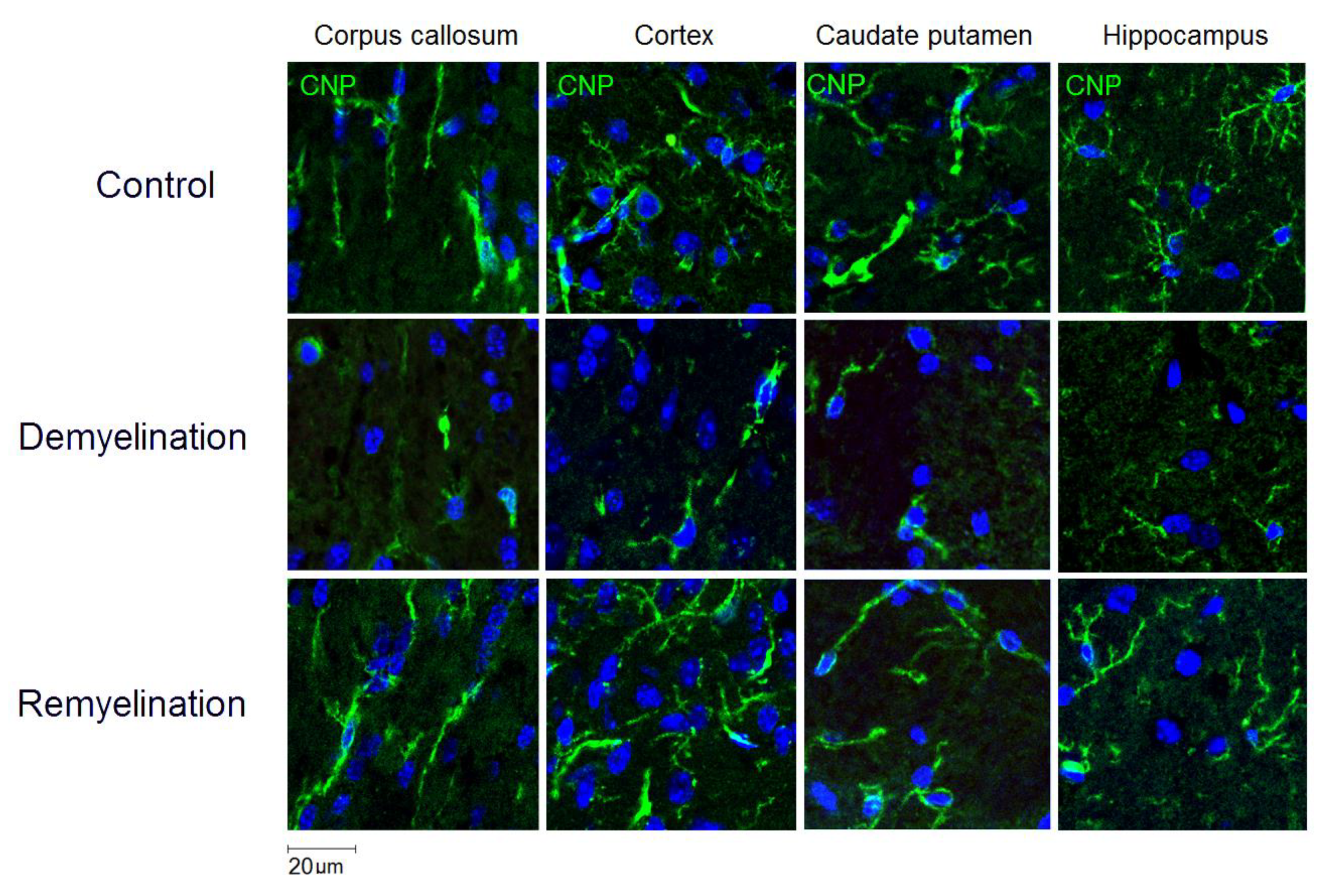 Cells 08 01204 g004 Cells 08 01204 g004