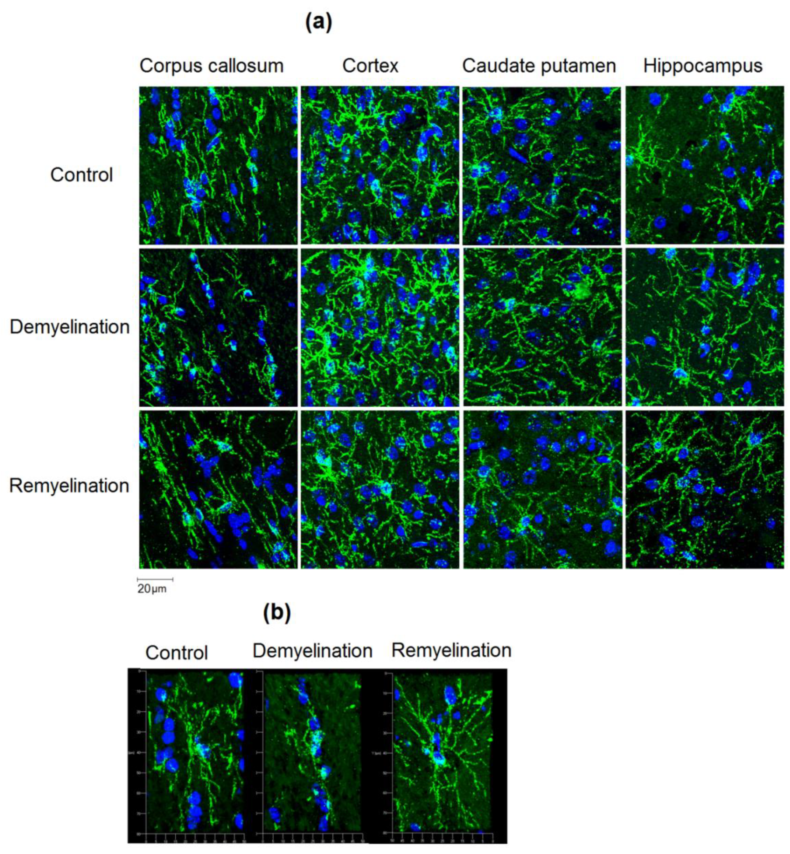 Cells 08 01204 g005 Cells 08 01204 g005